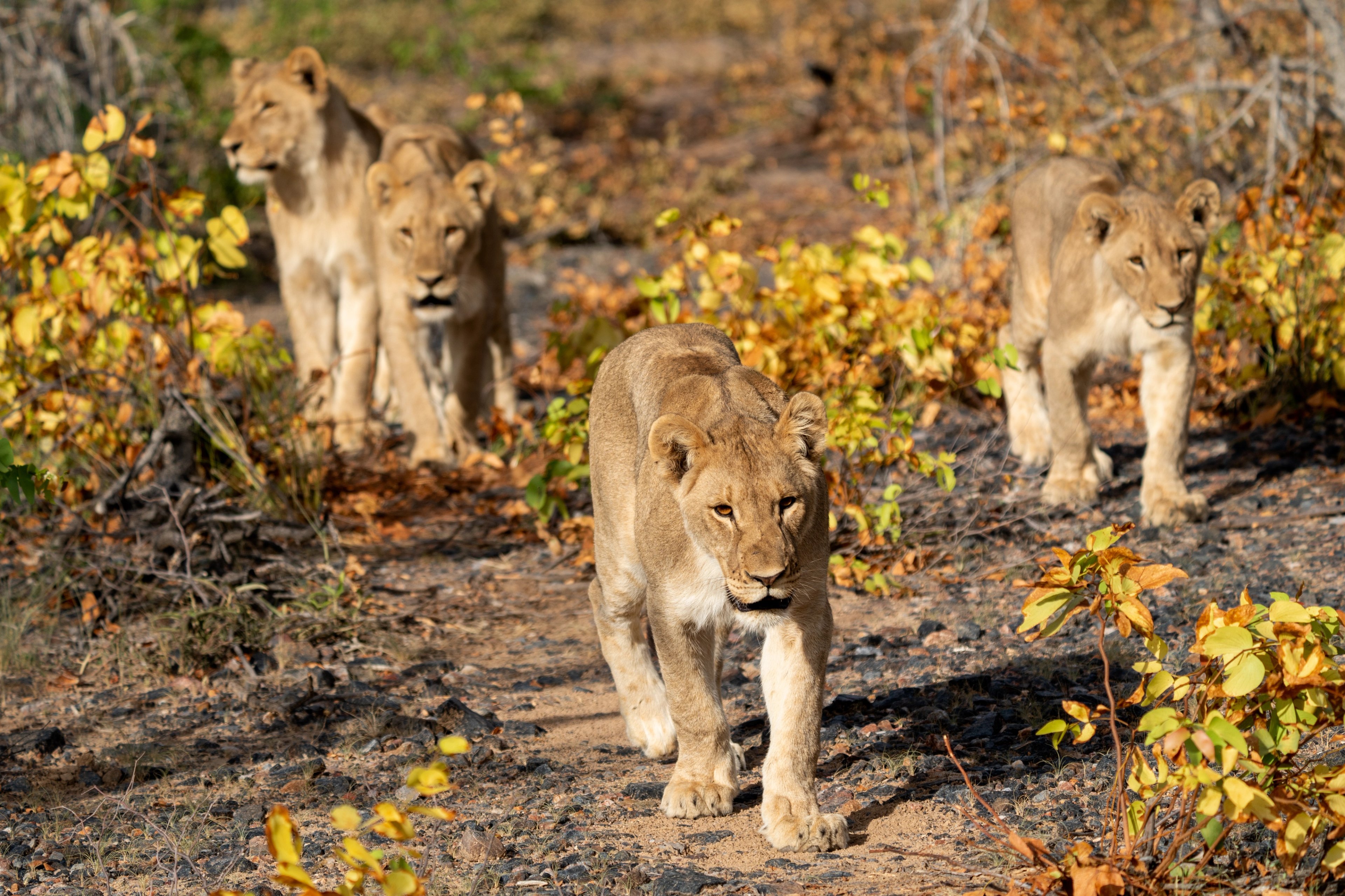 A pride of lionesses near Ongava