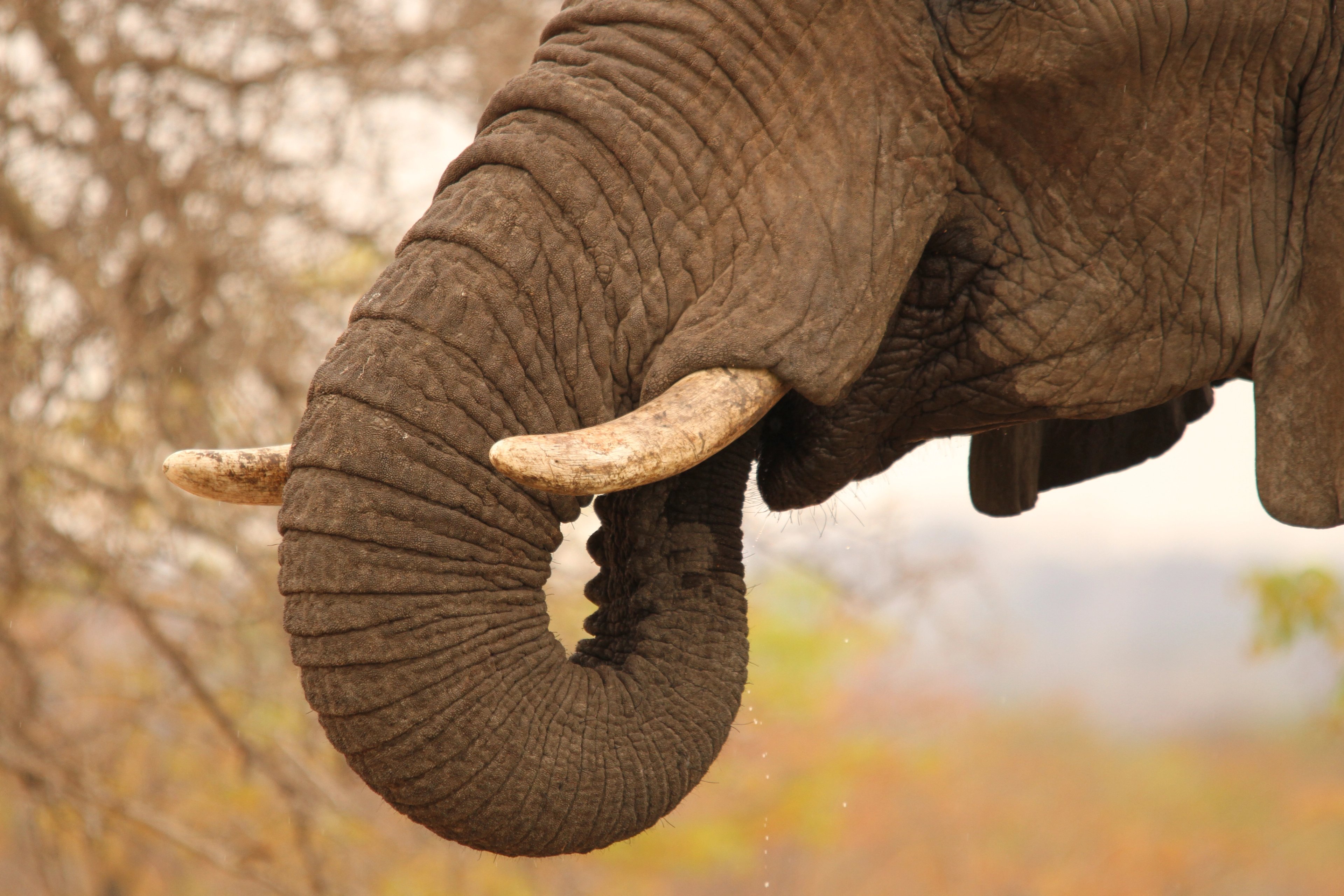 A close-up of an elephant’s trunk — nature’s perfect multi-tool.