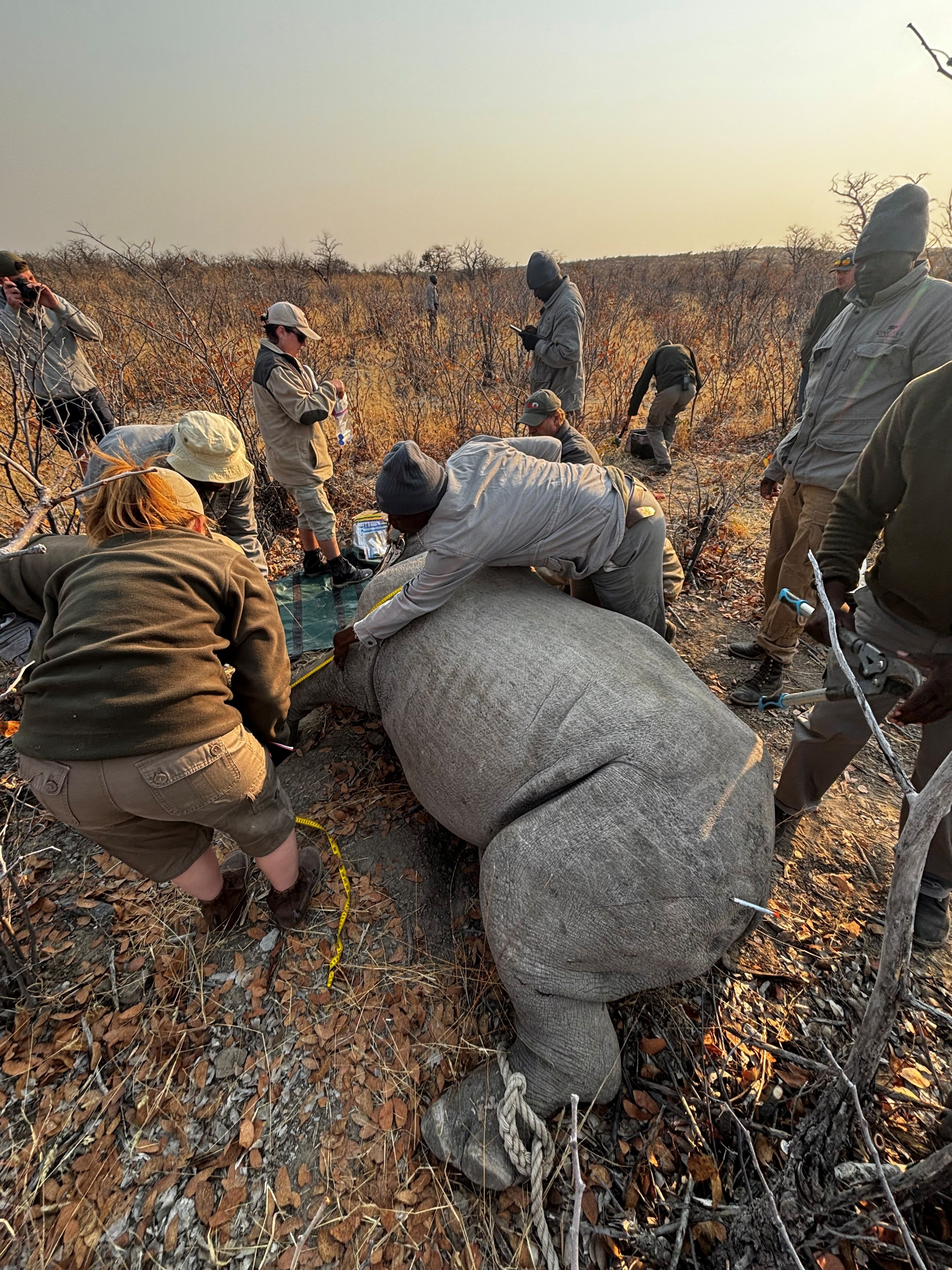 Vital Care: A skilled team carefully notches the ear of a rhino as part of an essential conservation effort. This practice helps track and protect rhinos in the wild, ensuring their safety against poaching.