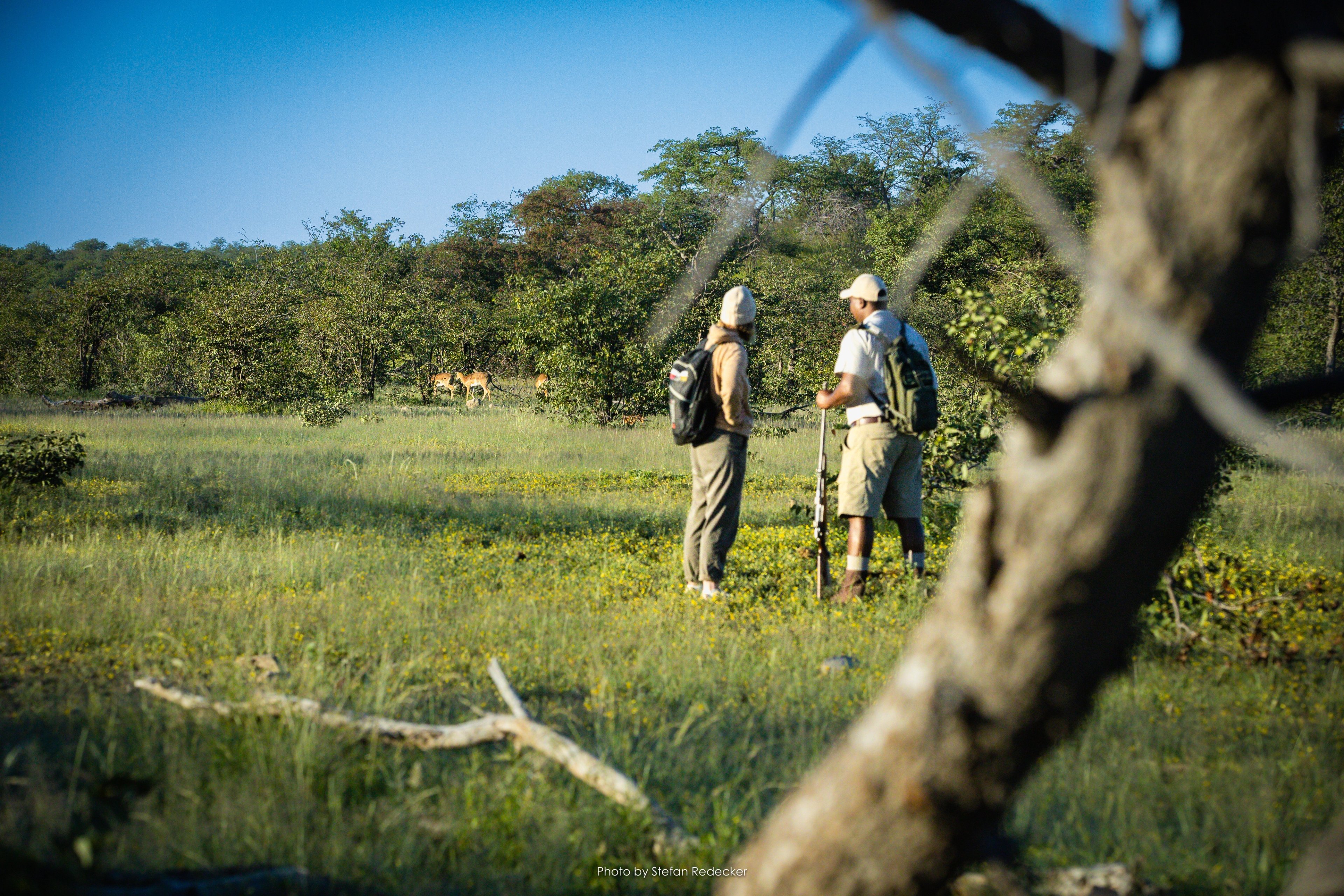 Experience the Freedom of a Solo Safari at Ongava