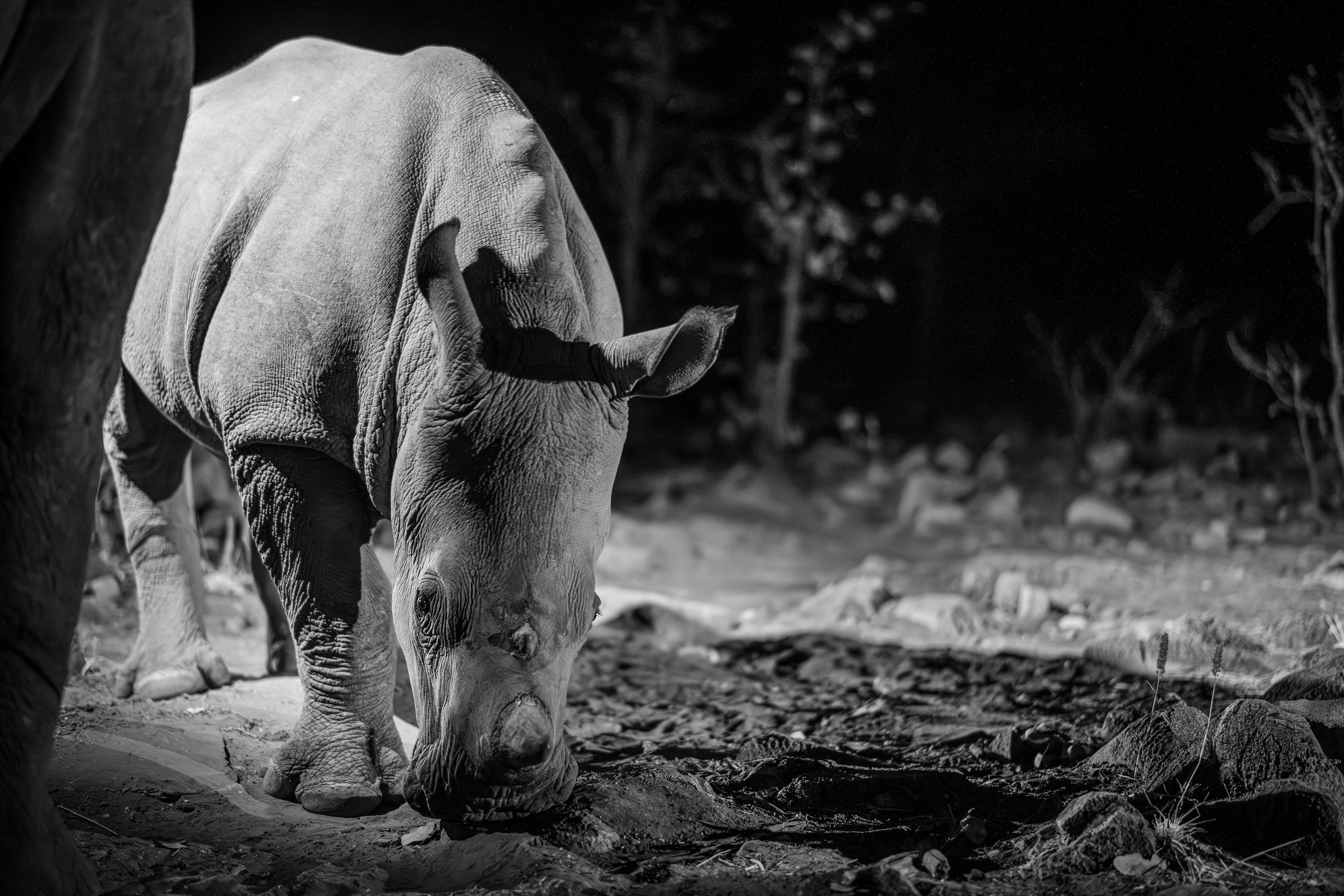 Grazing white rhino also symbolizing Ongava's conservation success