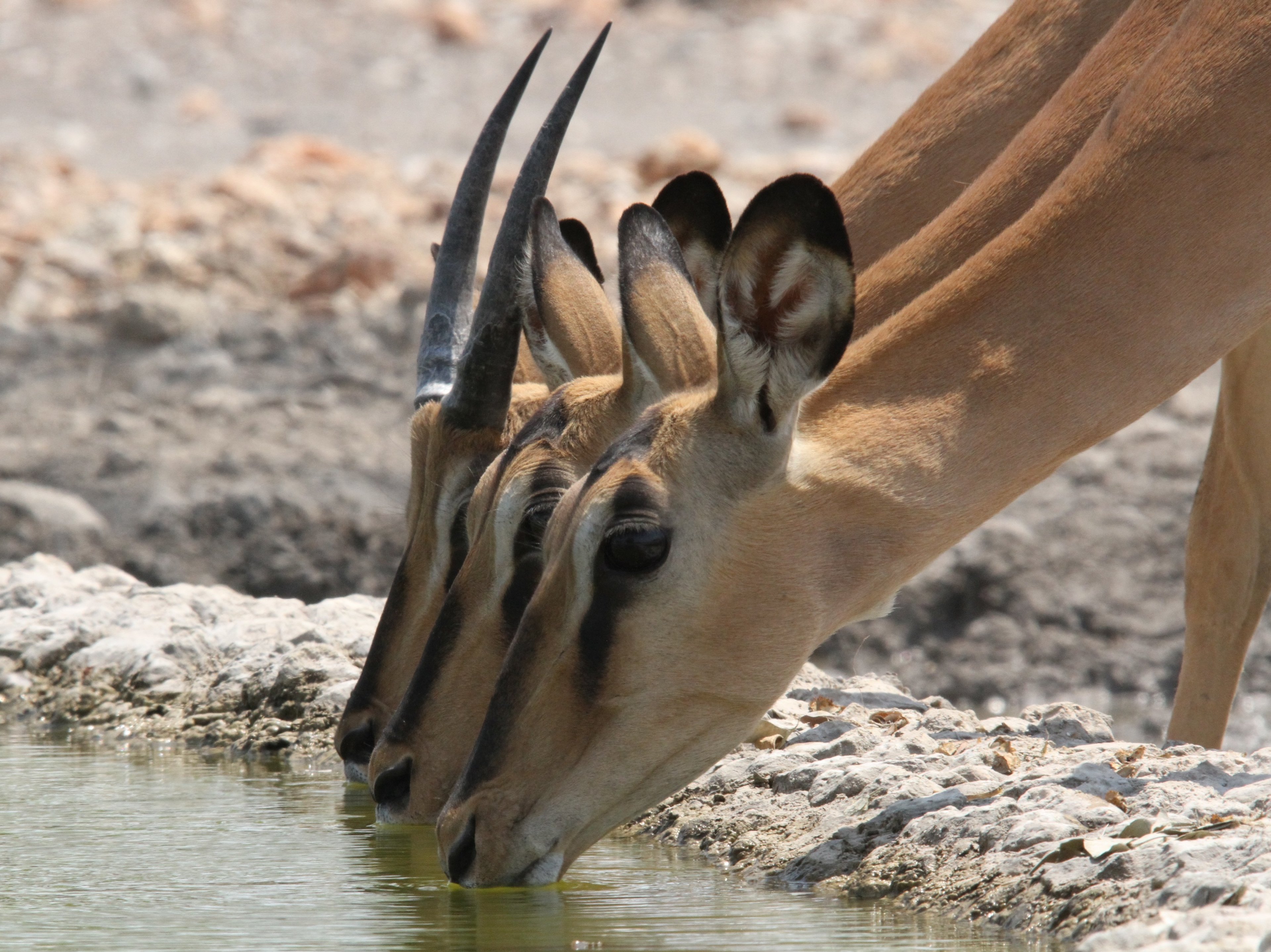 A quiet moment at the waterhole as three black-faced impalas quench their thirst