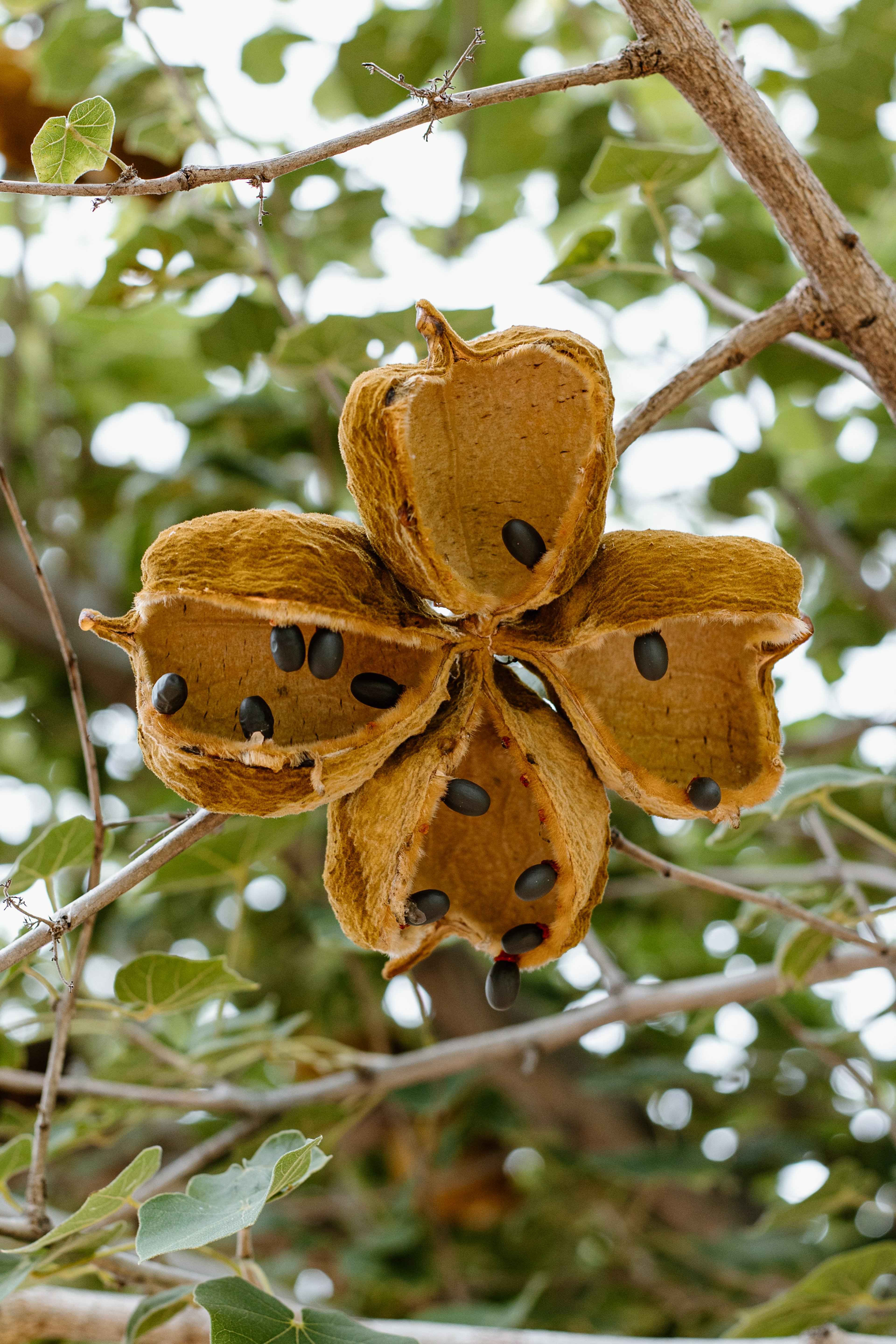 African Star-Chestnut (Sterculia africana)