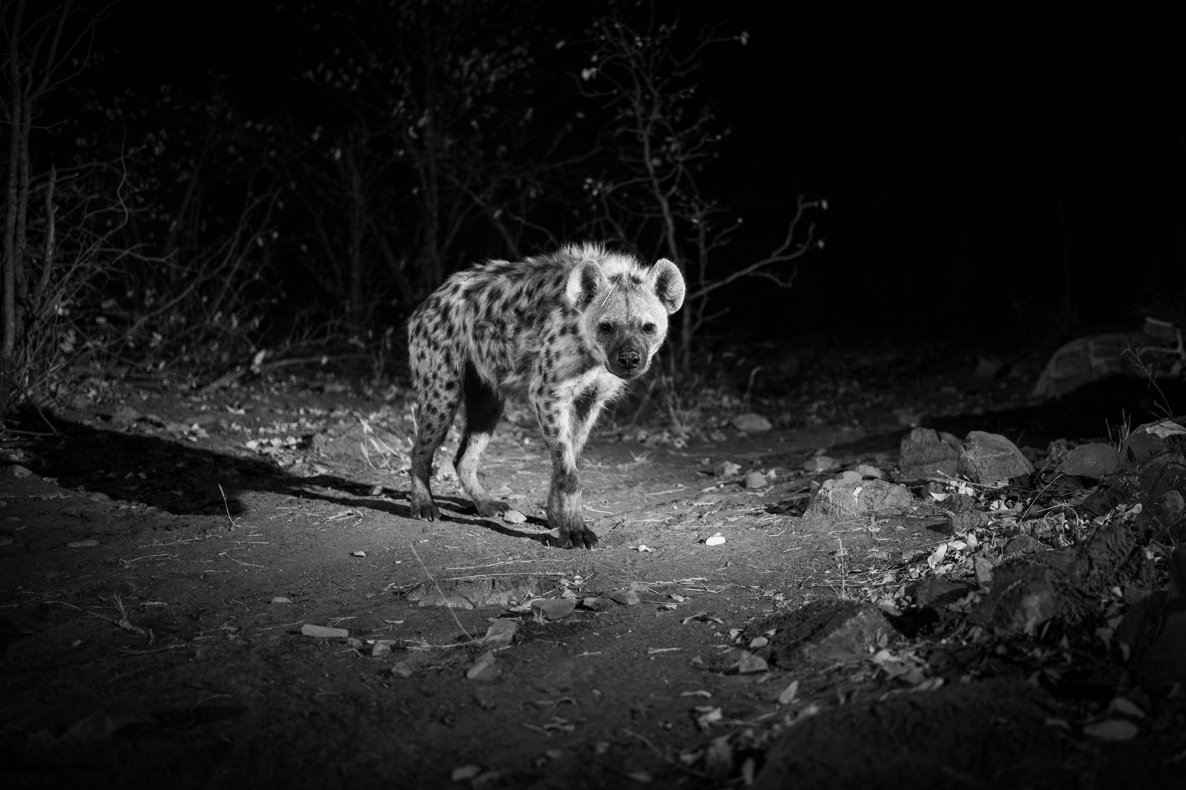 Curious spotted hyena