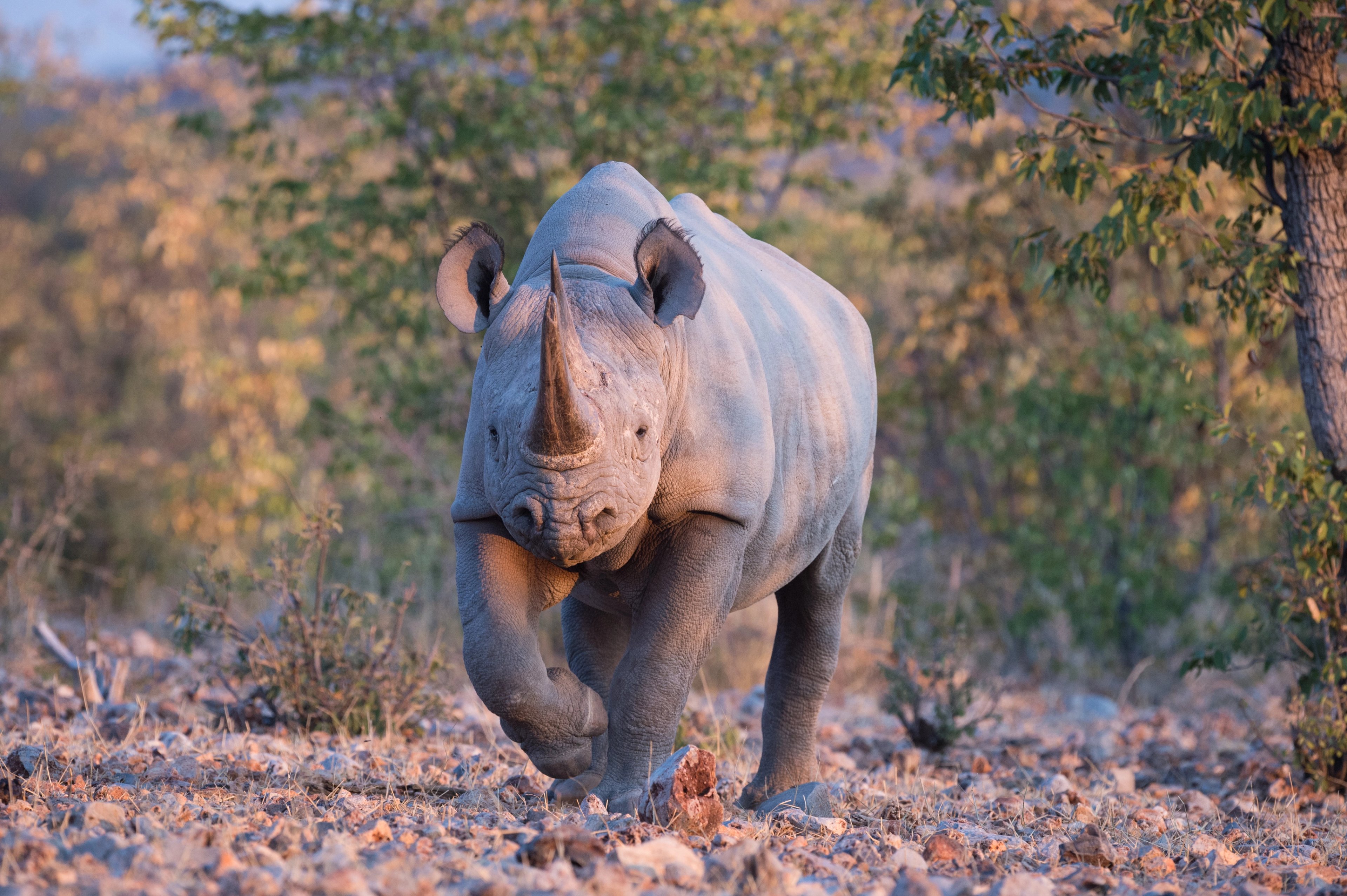 Restoring the Rhino Kingdom