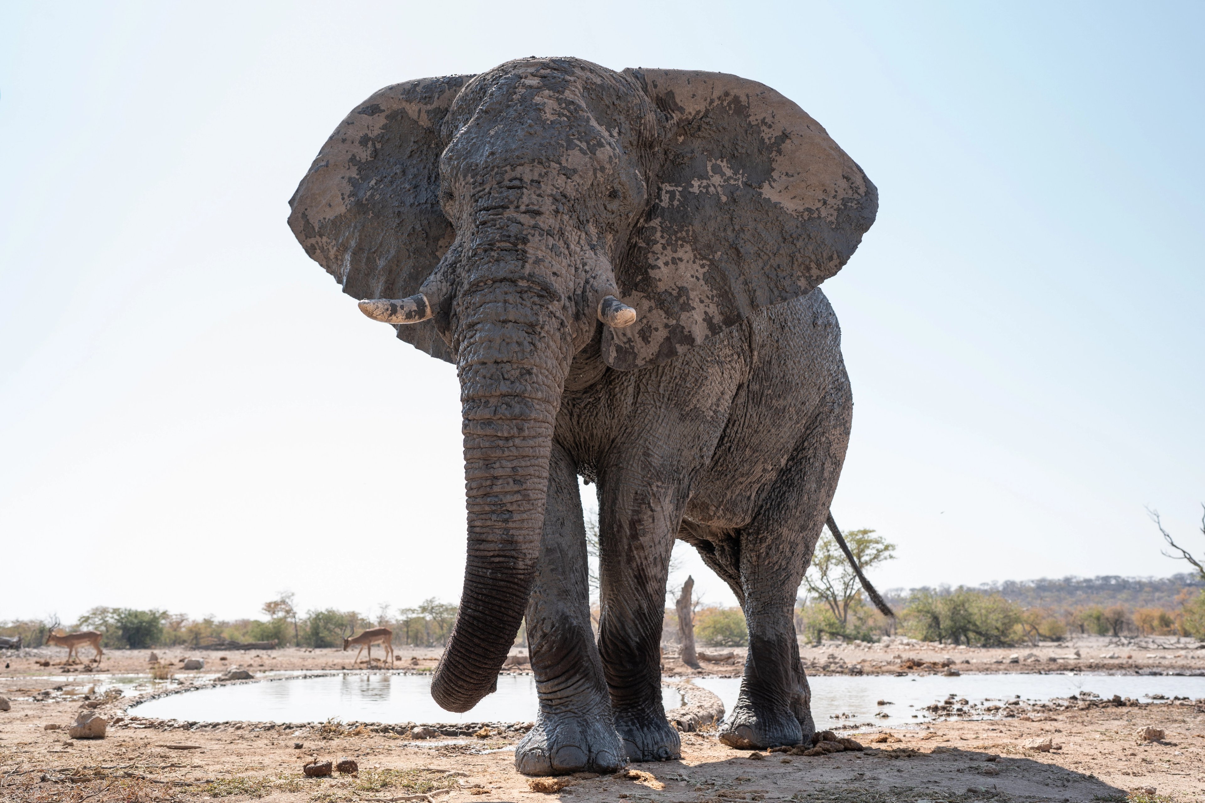 Close-up of a massive elephant at the waterhole. 