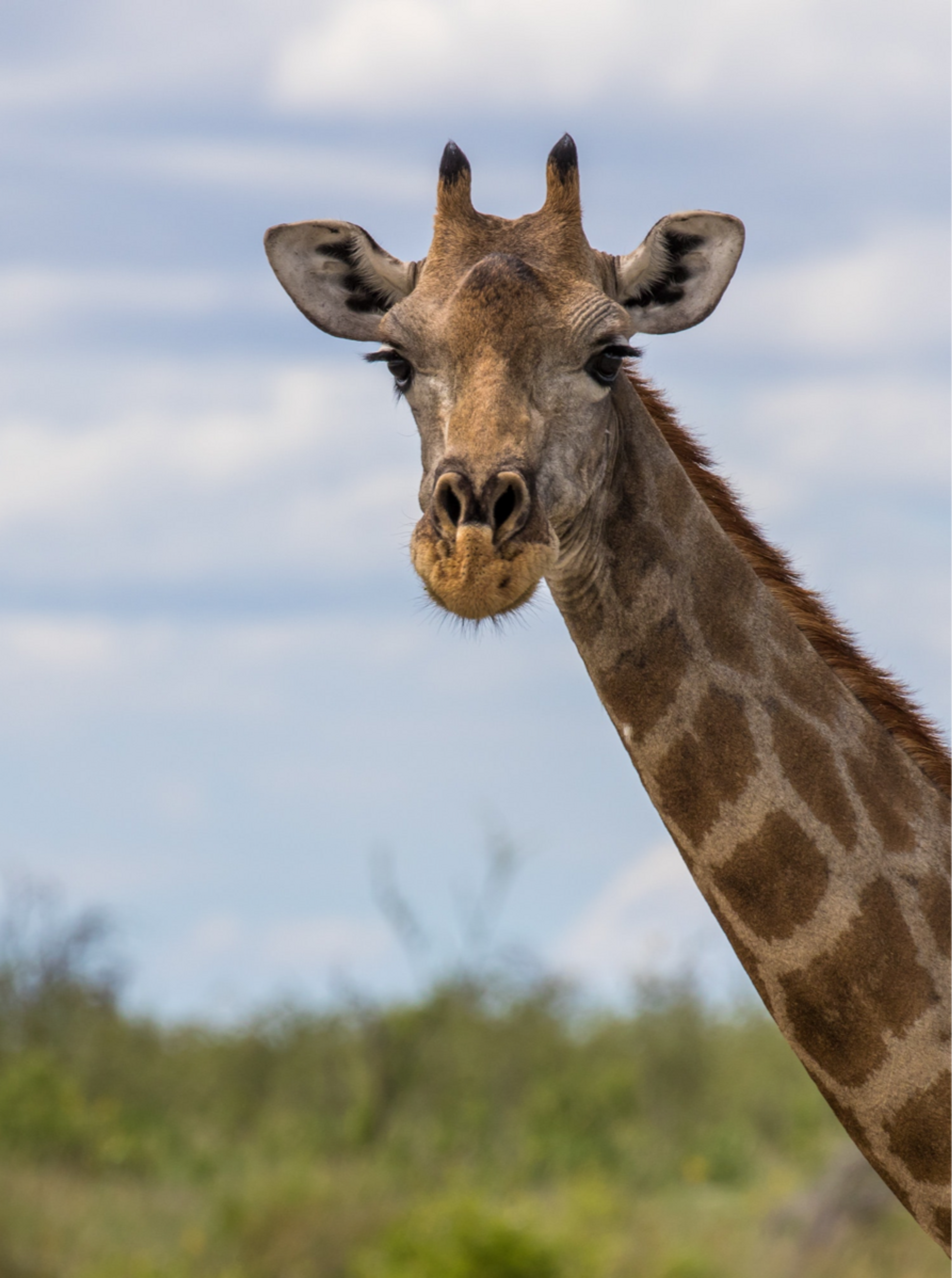 Wildlife & Biodiversity