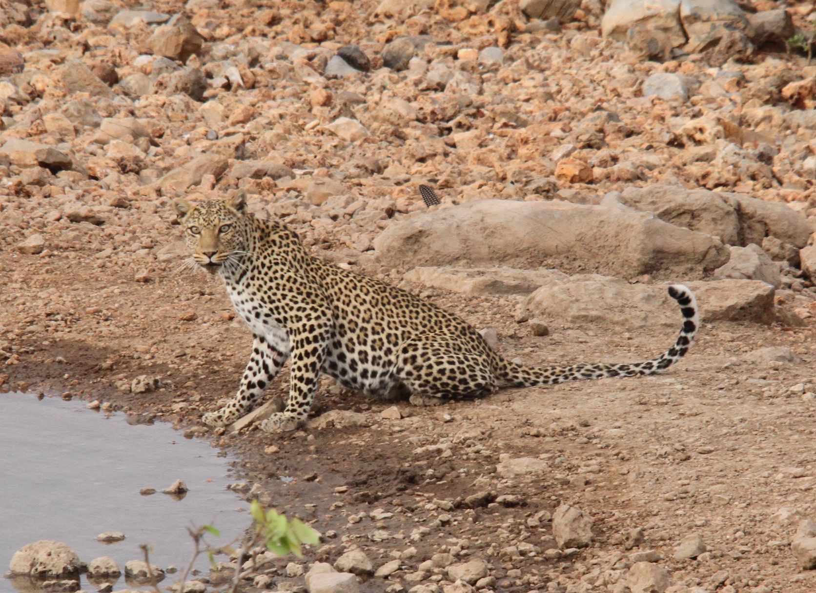 Moments of Magic: Wildlife Encounters at Ongava