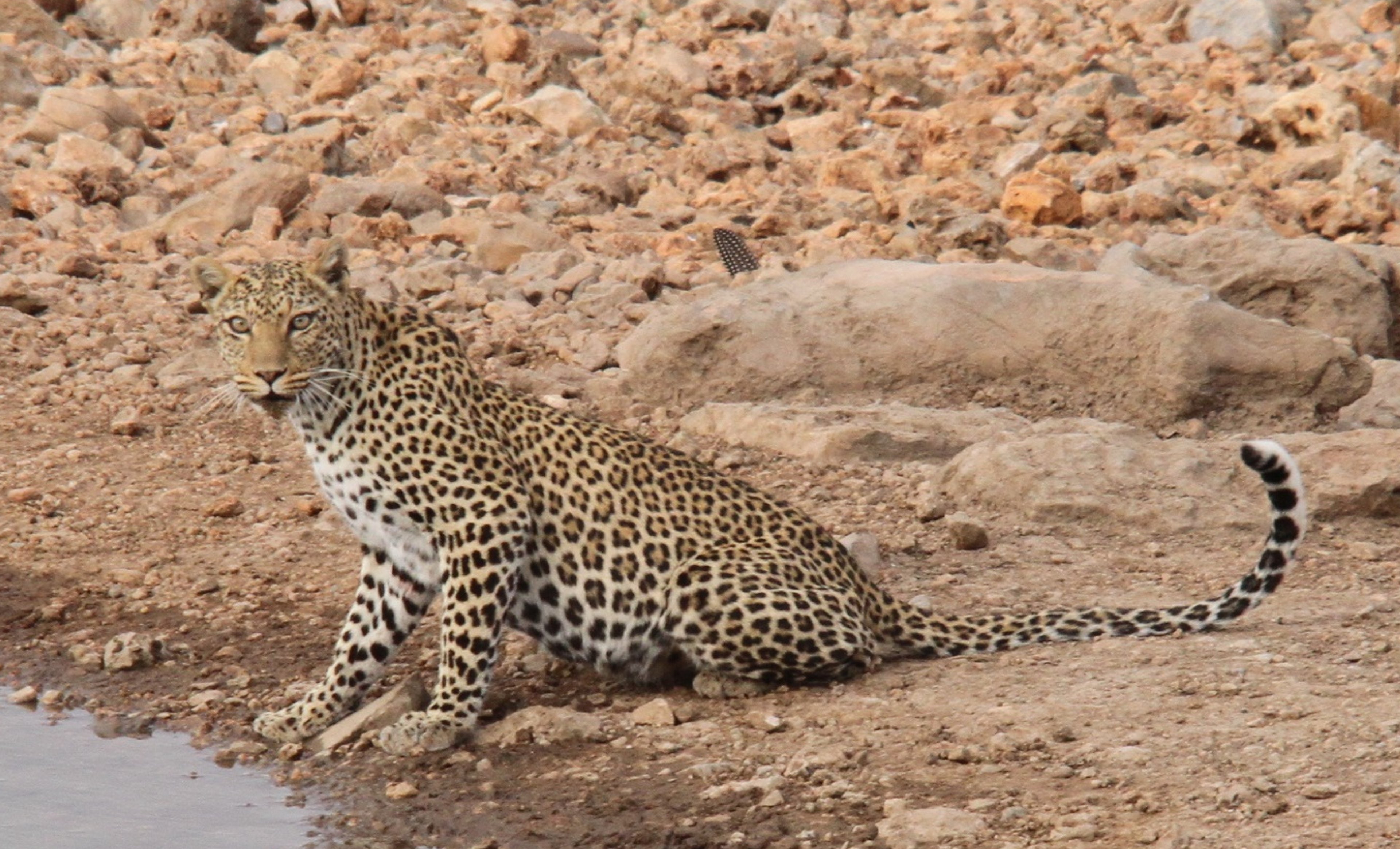 Moments of Magic: Wildlife Encounters at Ongava