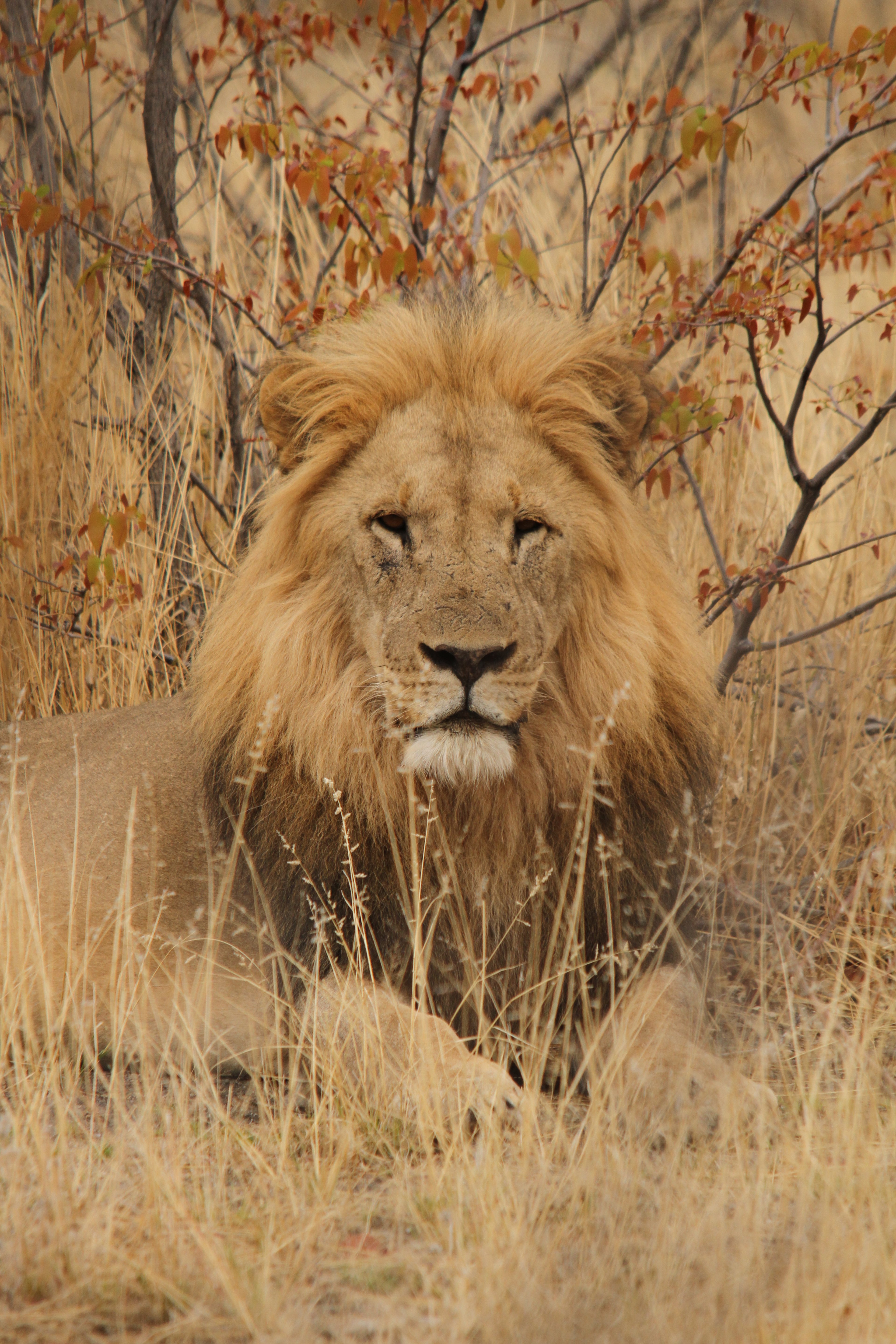 A lion resting at midday
