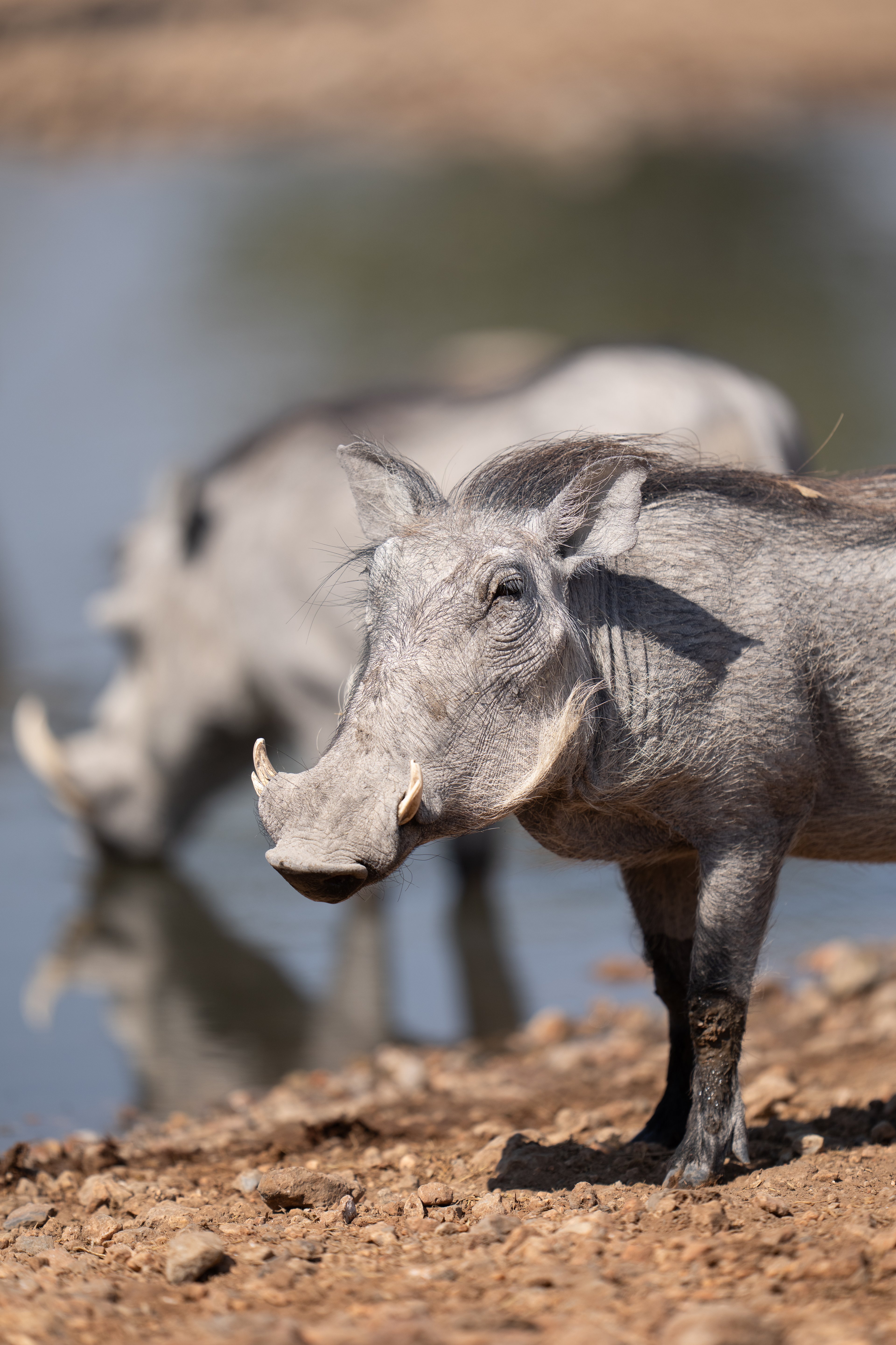 A warthog stands by the waterhole, observing its surroundings.