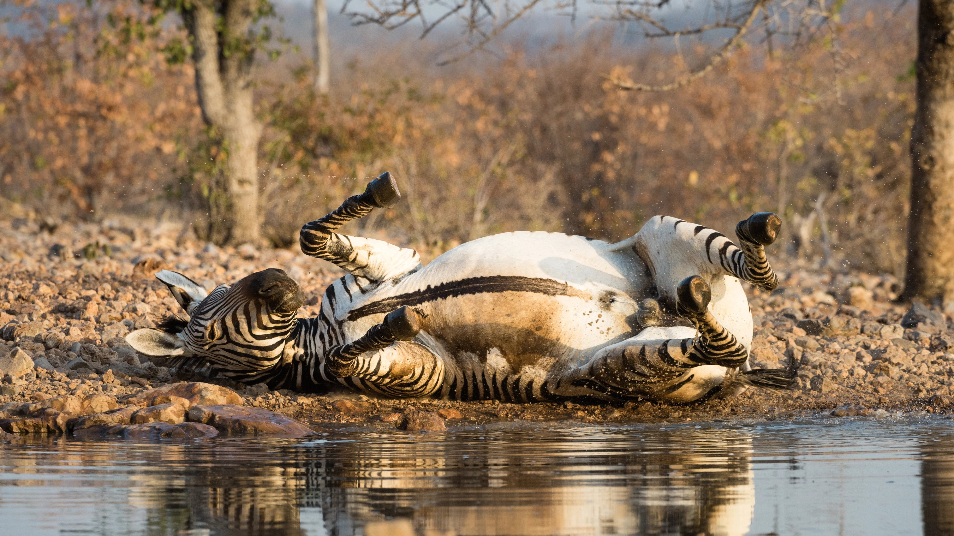 A zebra playfully laying down near a waterhole