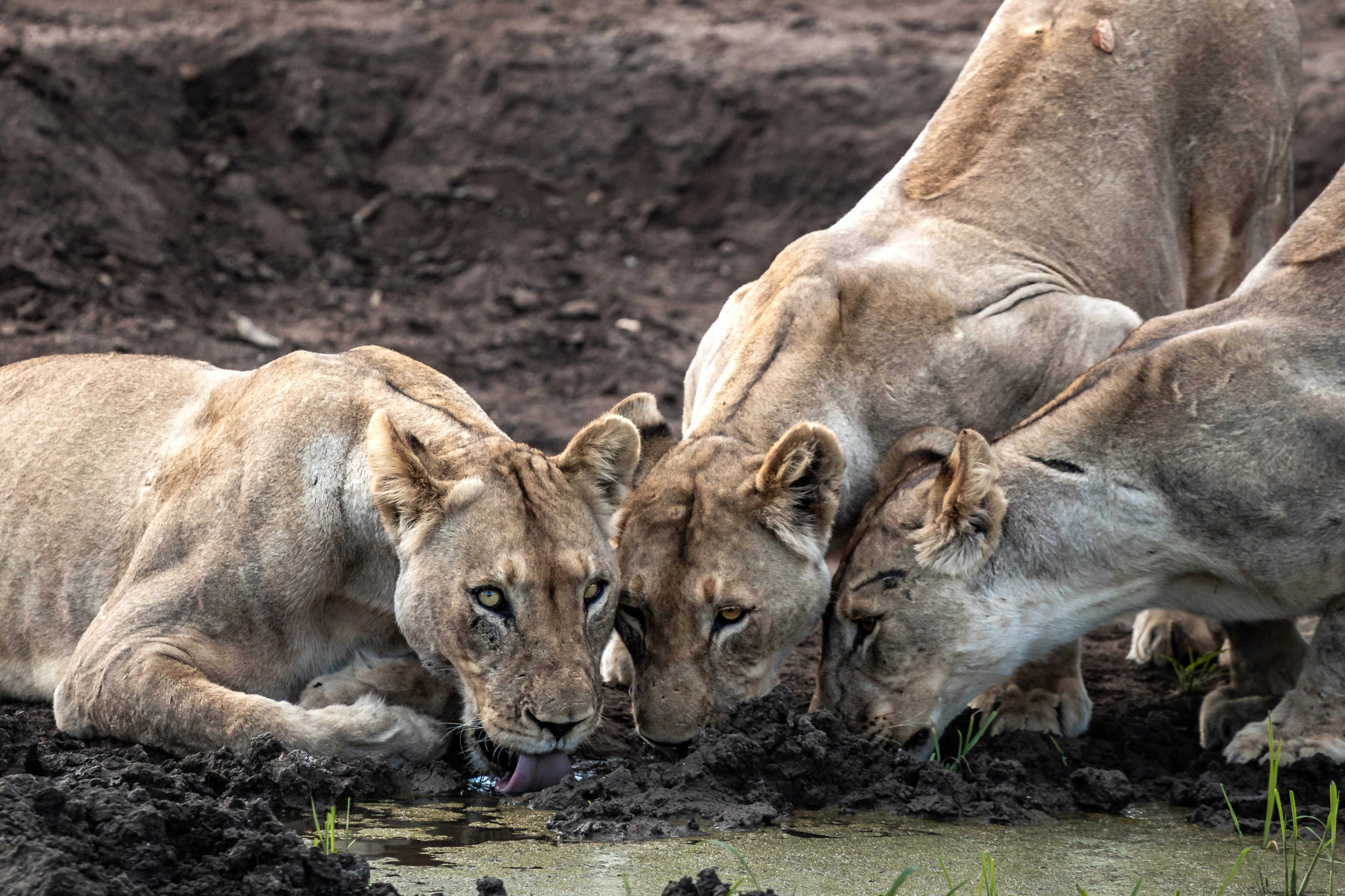 In the fading light, lions rest at the waterhole after a successful hunt, a powerful reminder of the raw reality and balance of the wild.