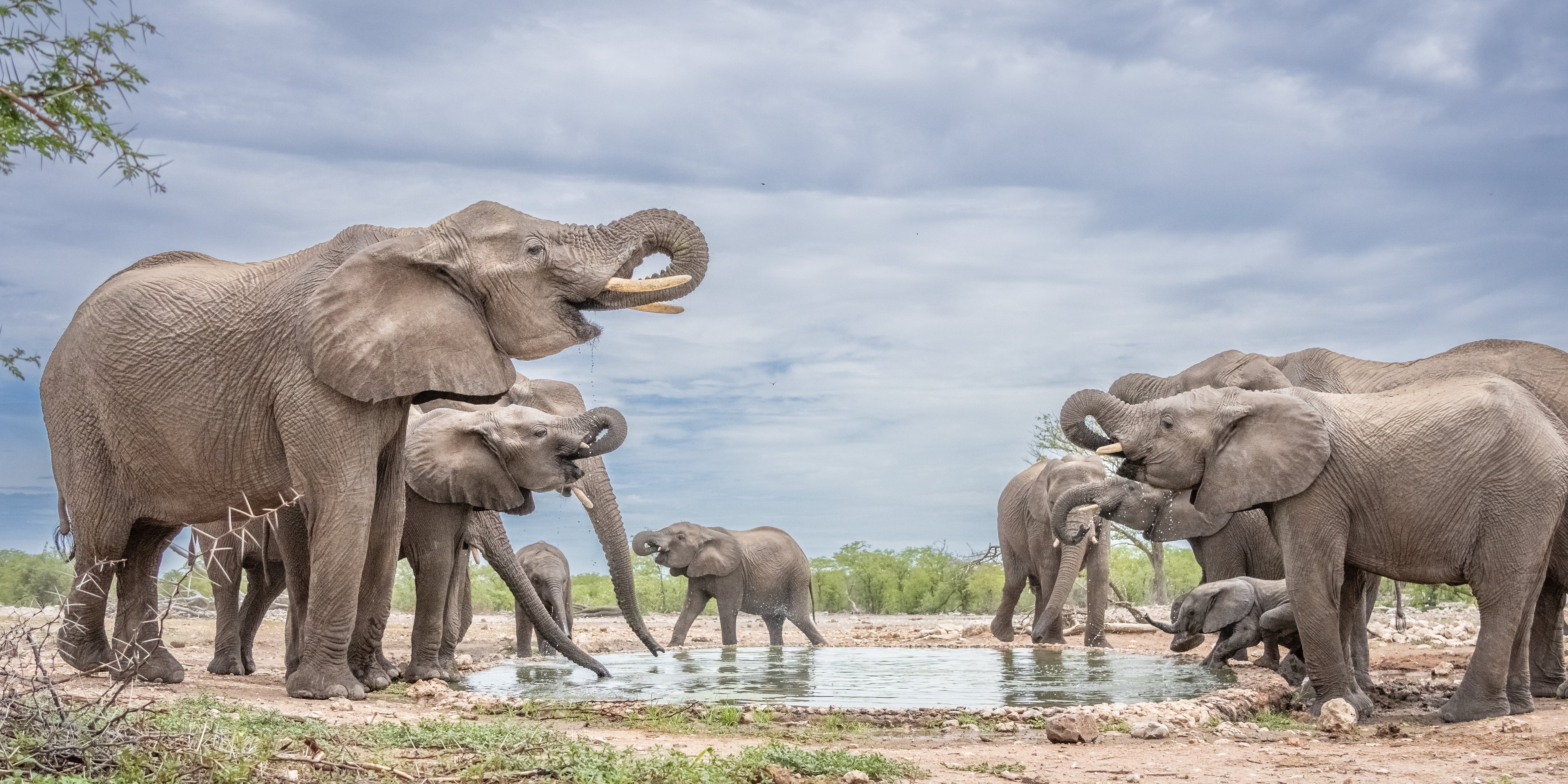 A herd of elephants at the waterhole.