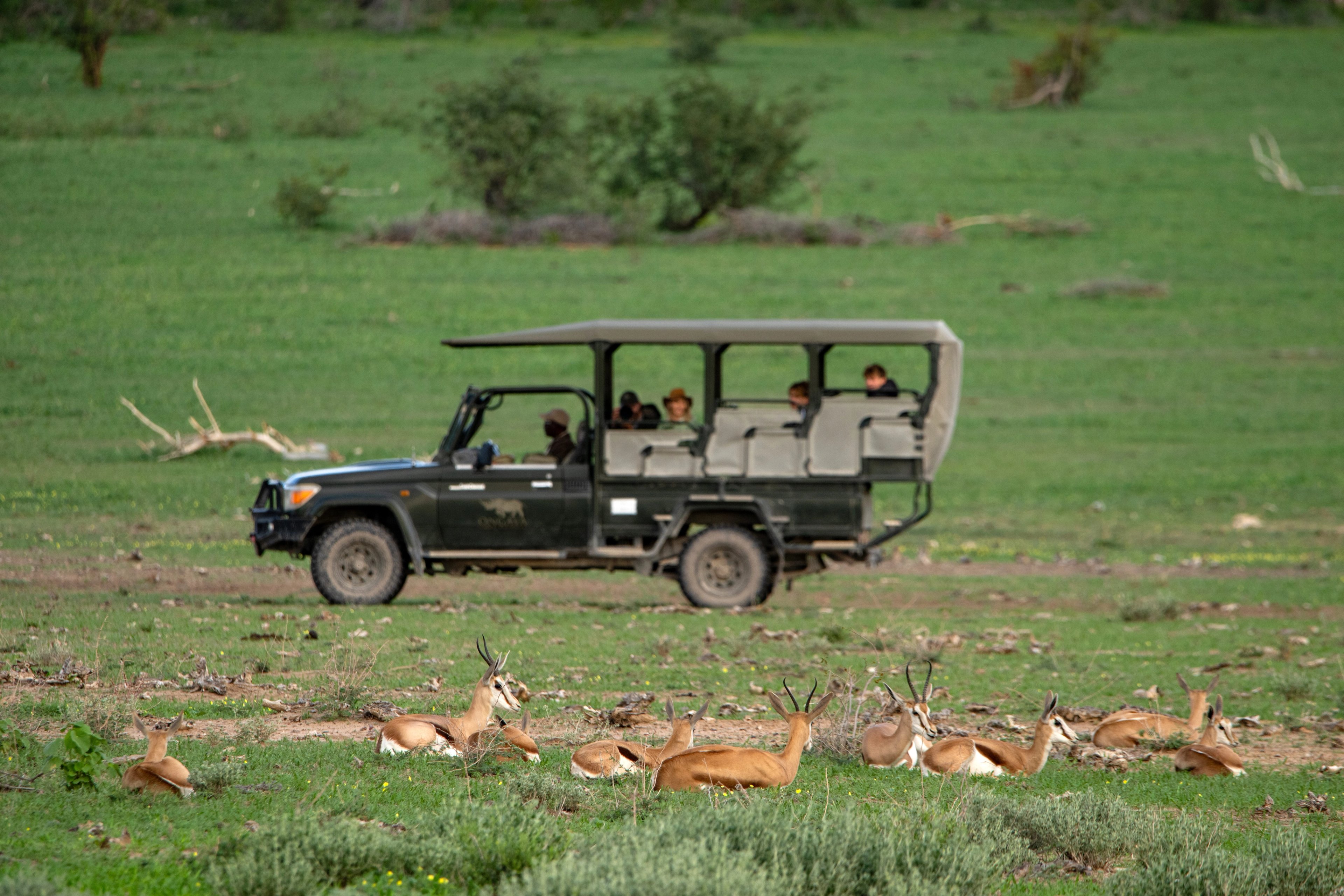 Enjoy a game drive experience