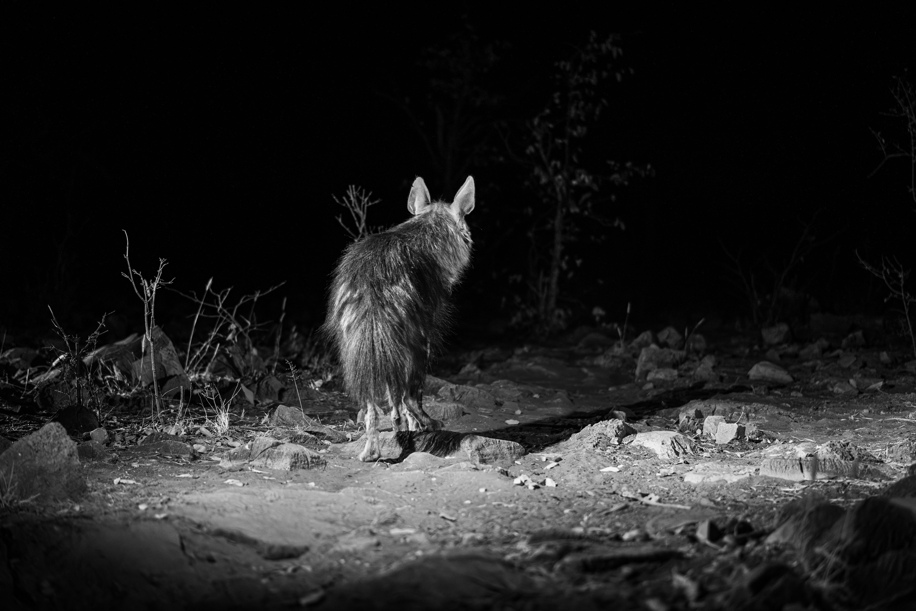 Camera shy brown hyenas on the prowl