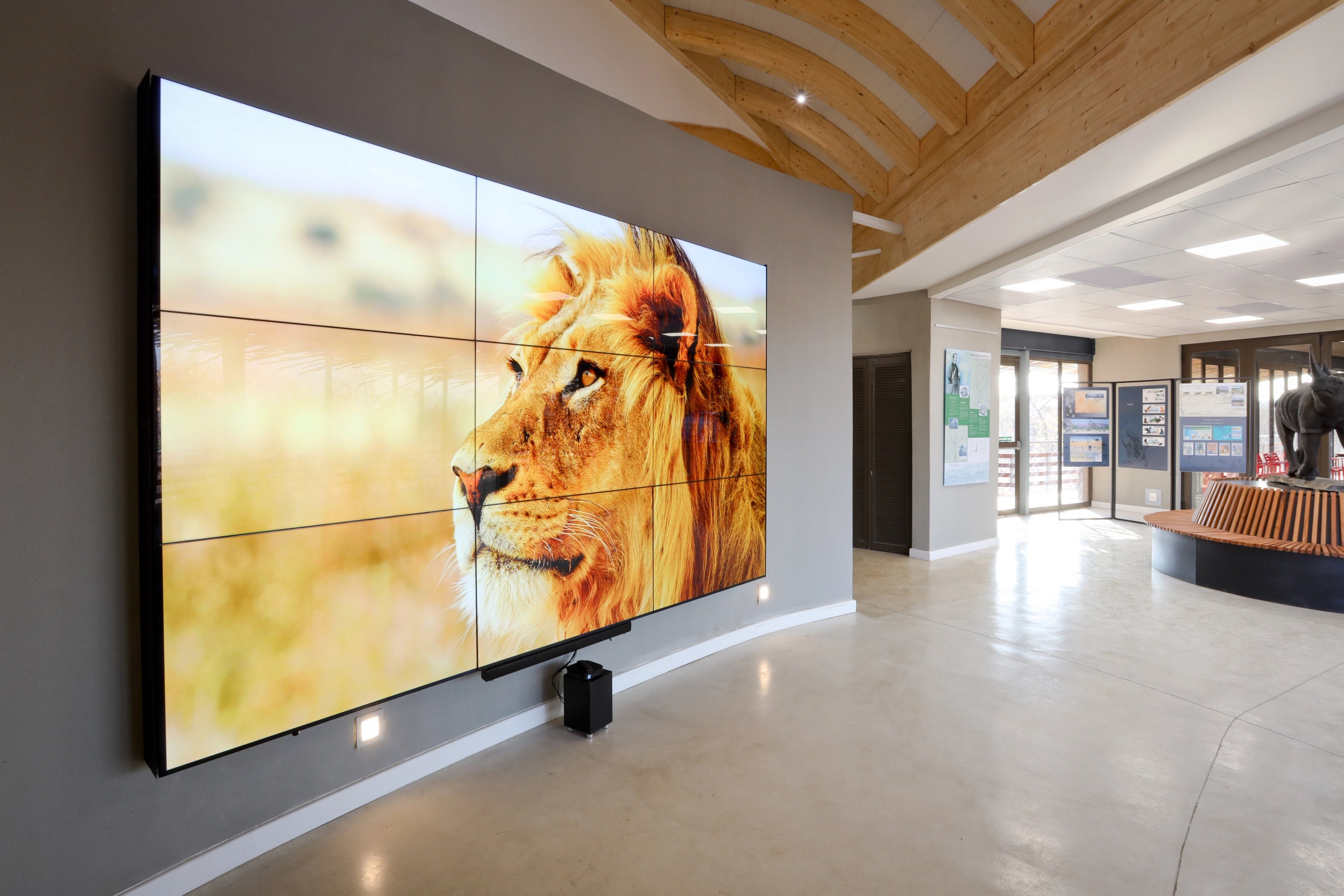 Image of a lion in the Ongava Discovery Centre