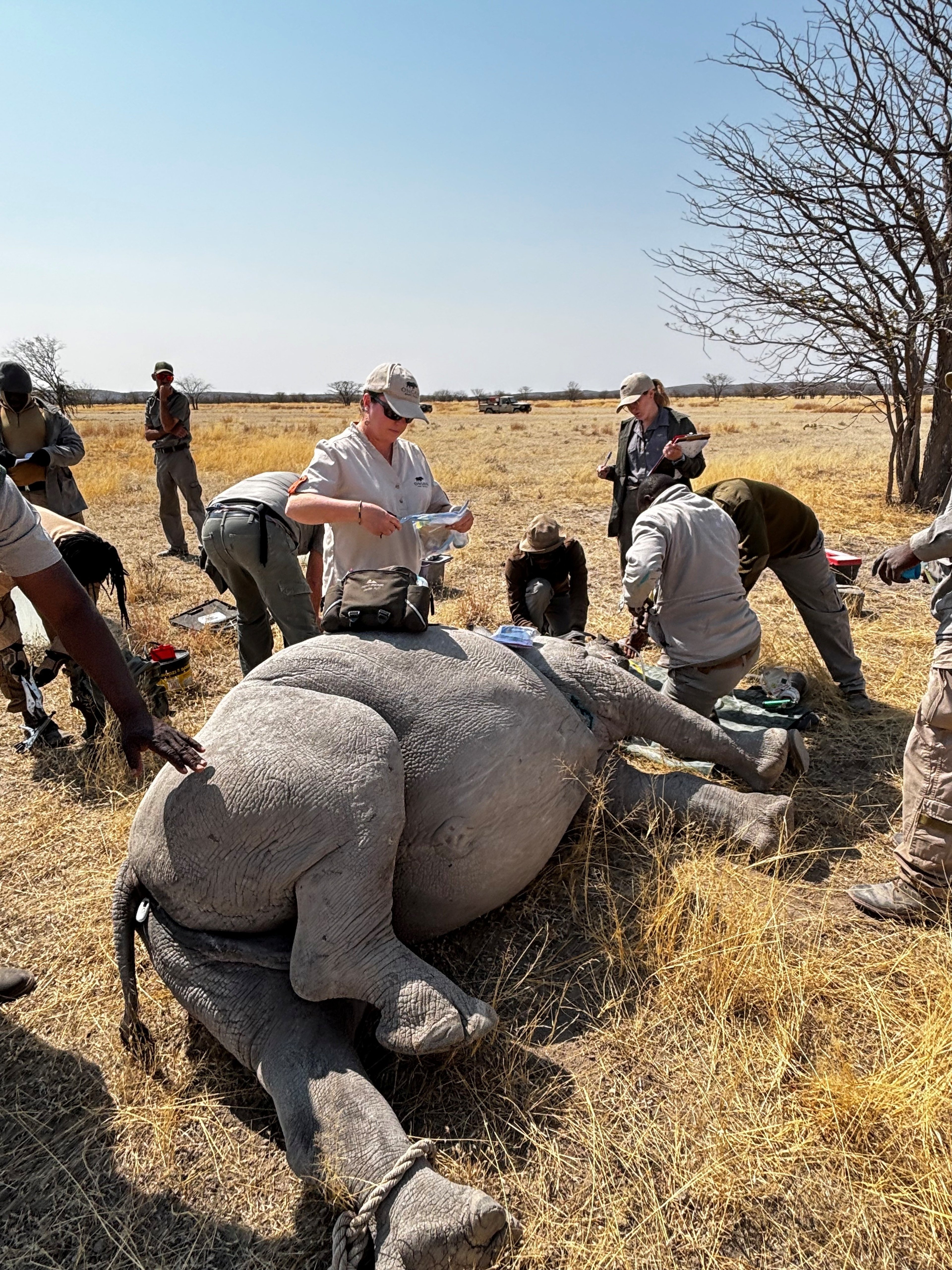 Each notch marks a critical step in rhino conservation, allowing experts to monitor their movements and ensure they are protected in the wild.