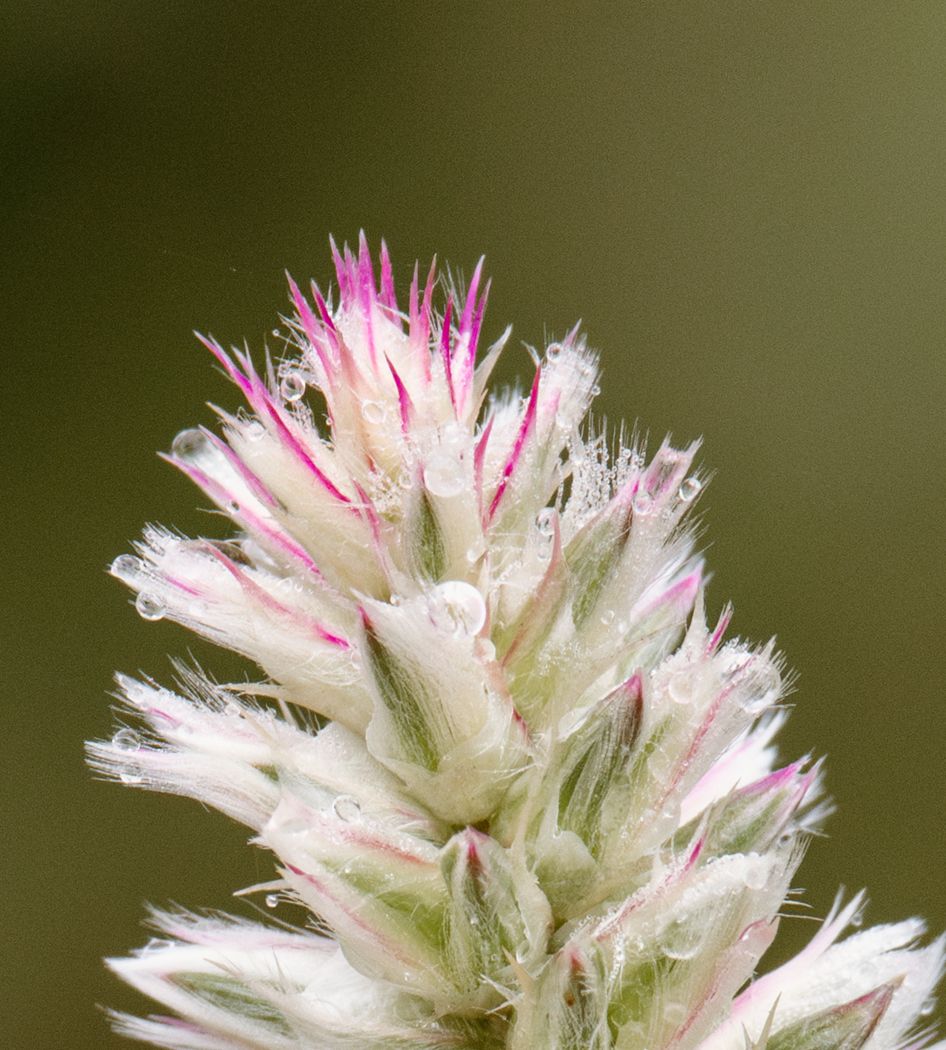 Rooted in Restoration: Ongava’s Indigenous Plant Rehabilitation Project