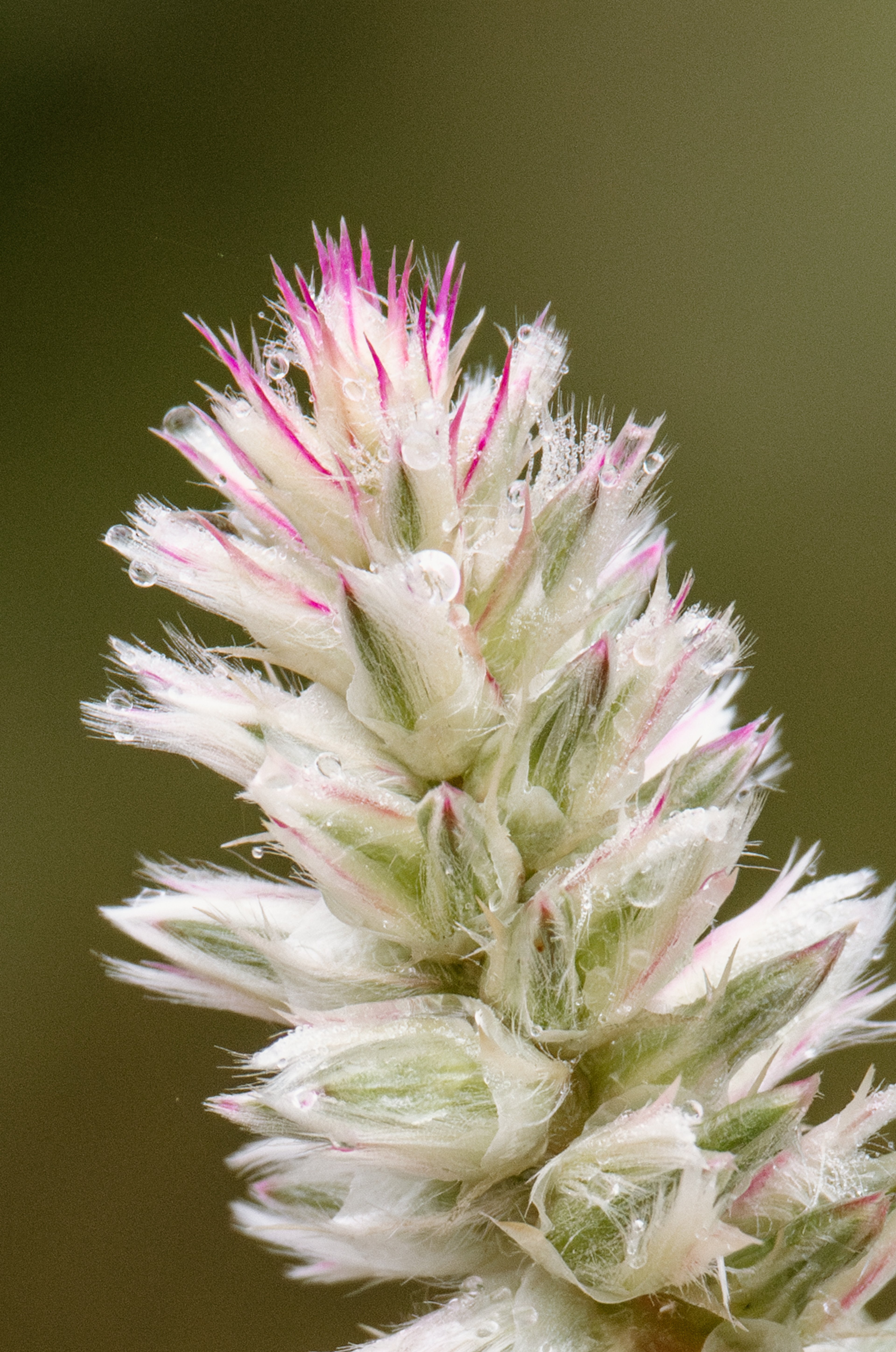 Silver Cockscomb (Celosia argentea)