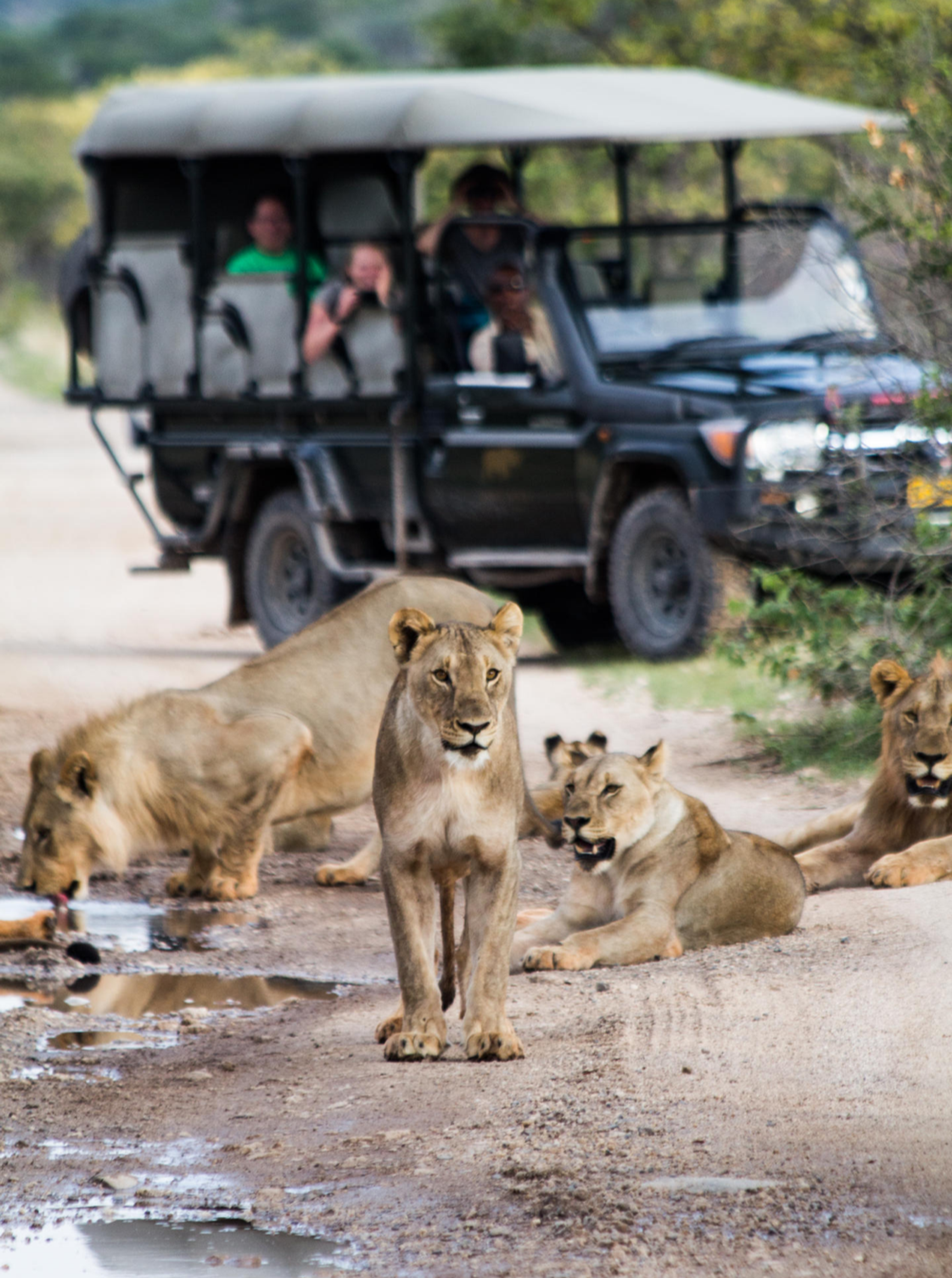 Pride Of Lion, Seen On Game Drive