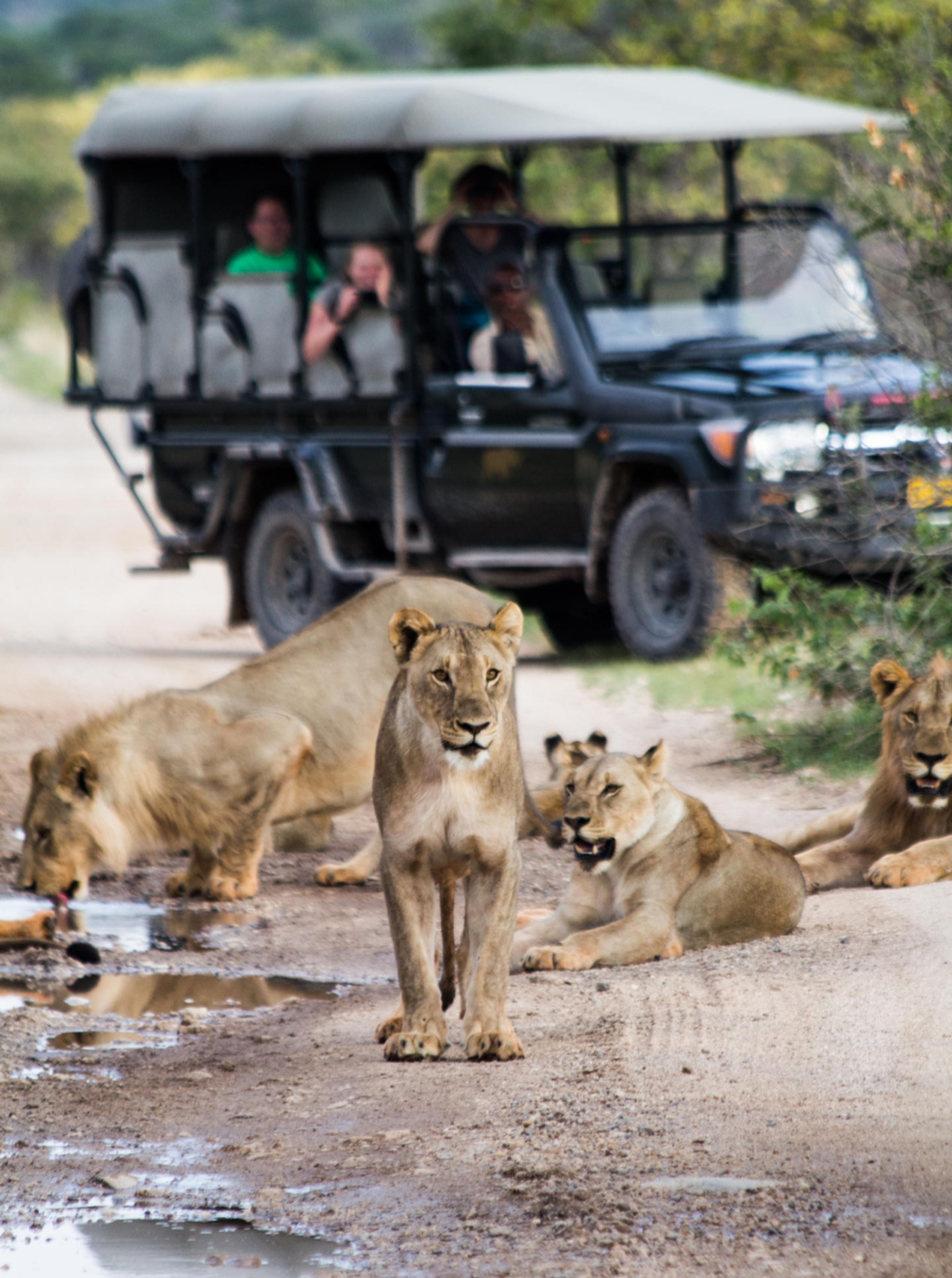 Pride of Lions spotted on game drive