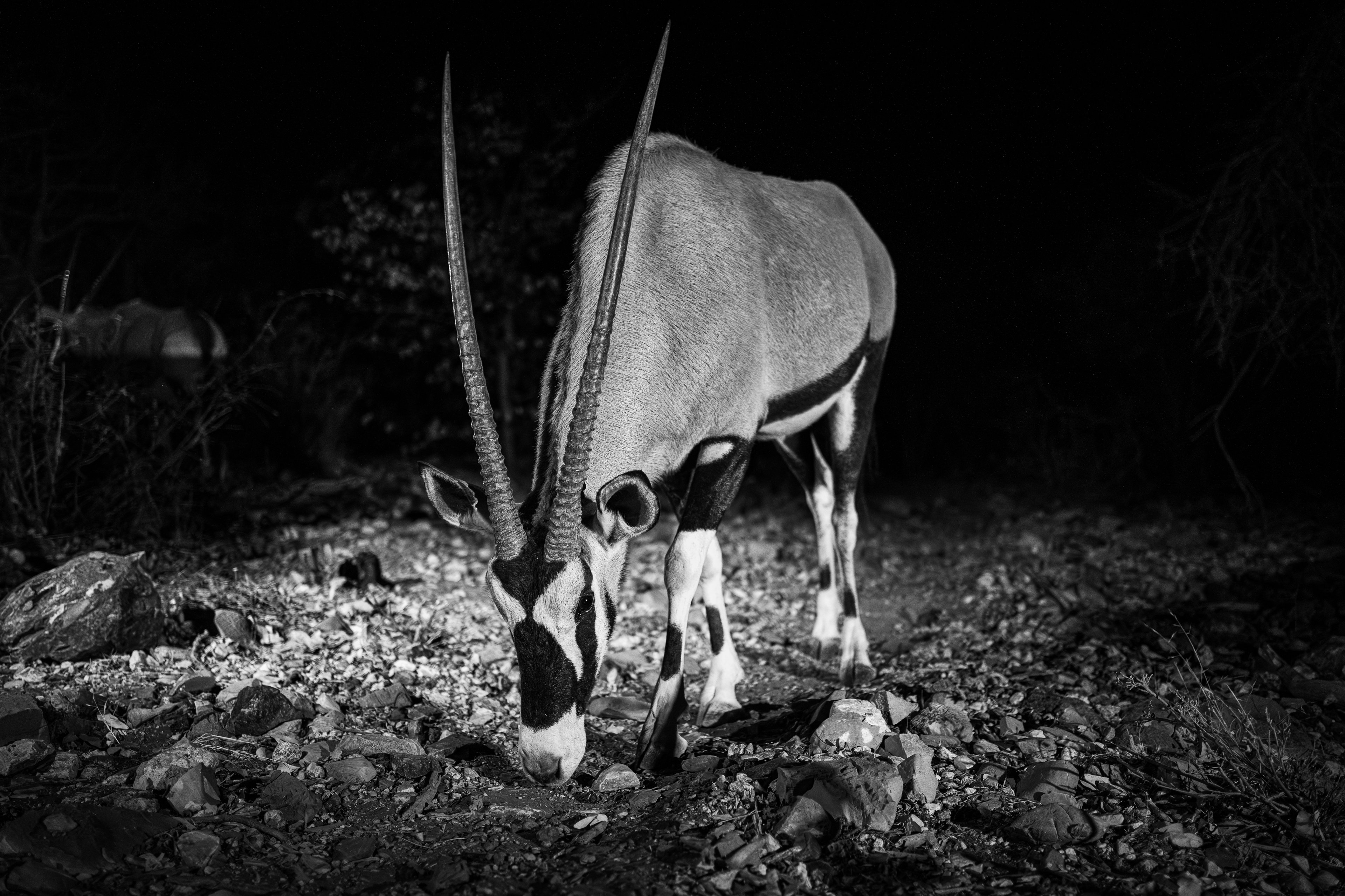 An oryx grazing quietly
