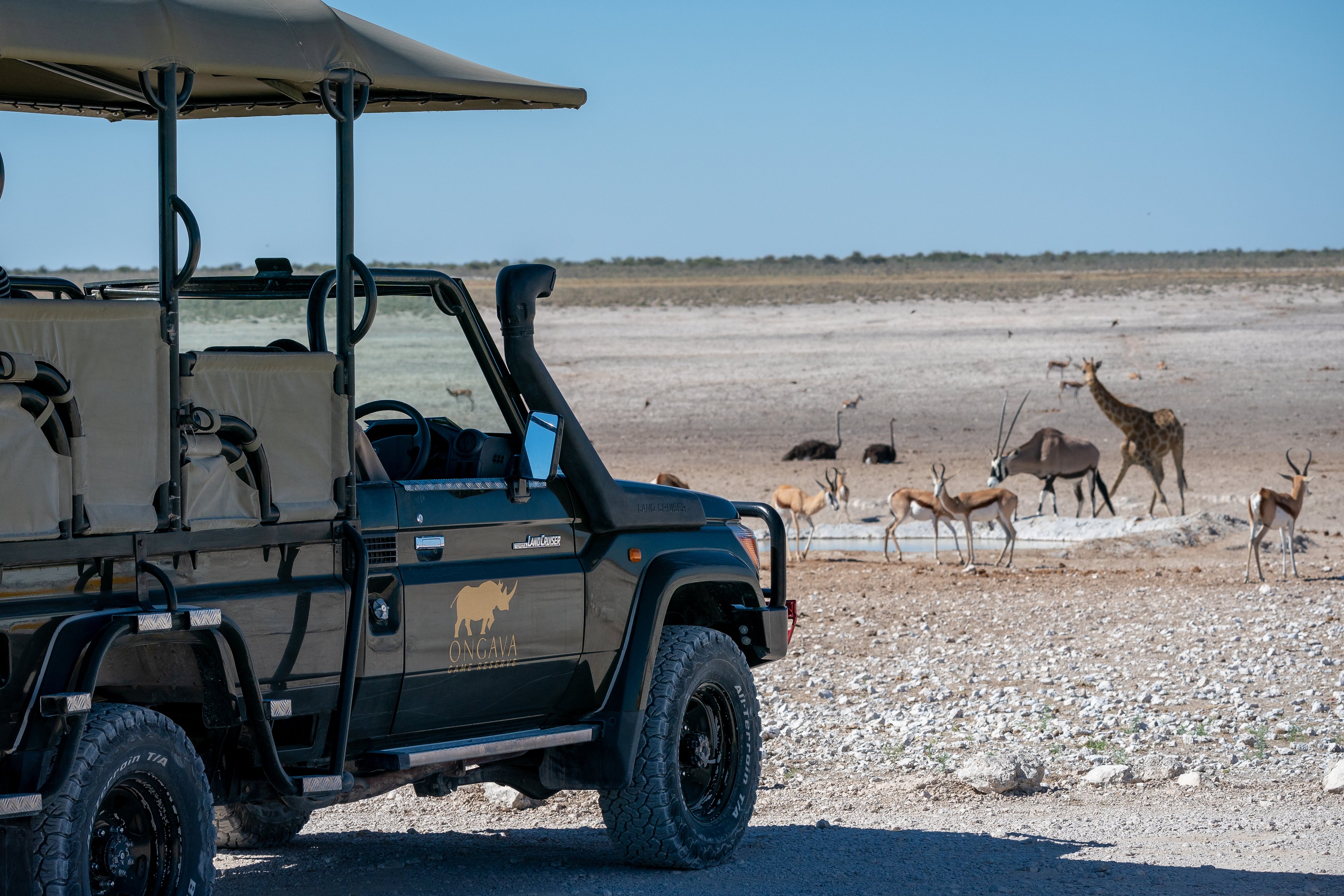 Four different species captured at a waterhole in Etosha.