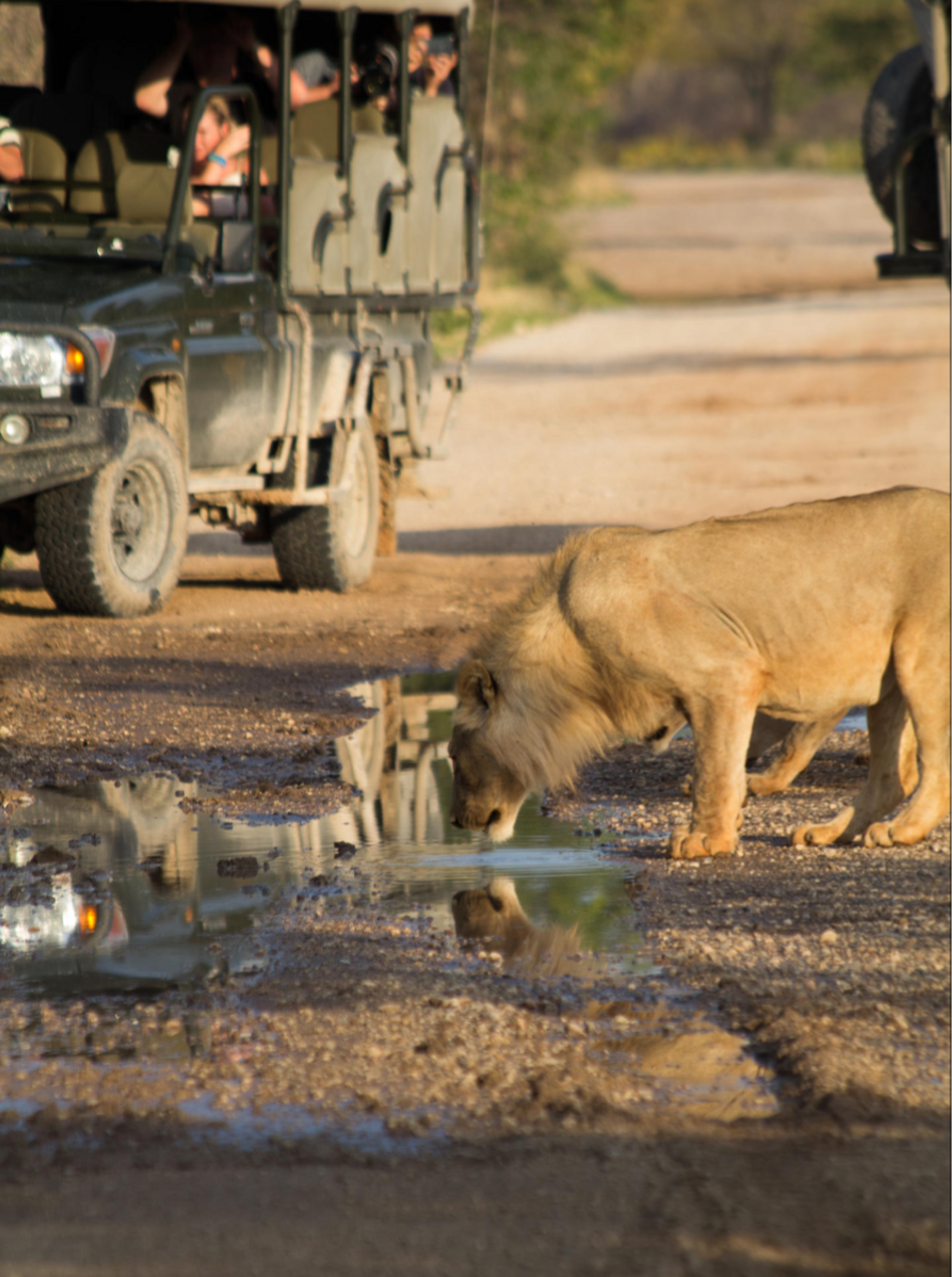 Every game drive at Ongava is an opportunity to reflect on the wonders of the wild.