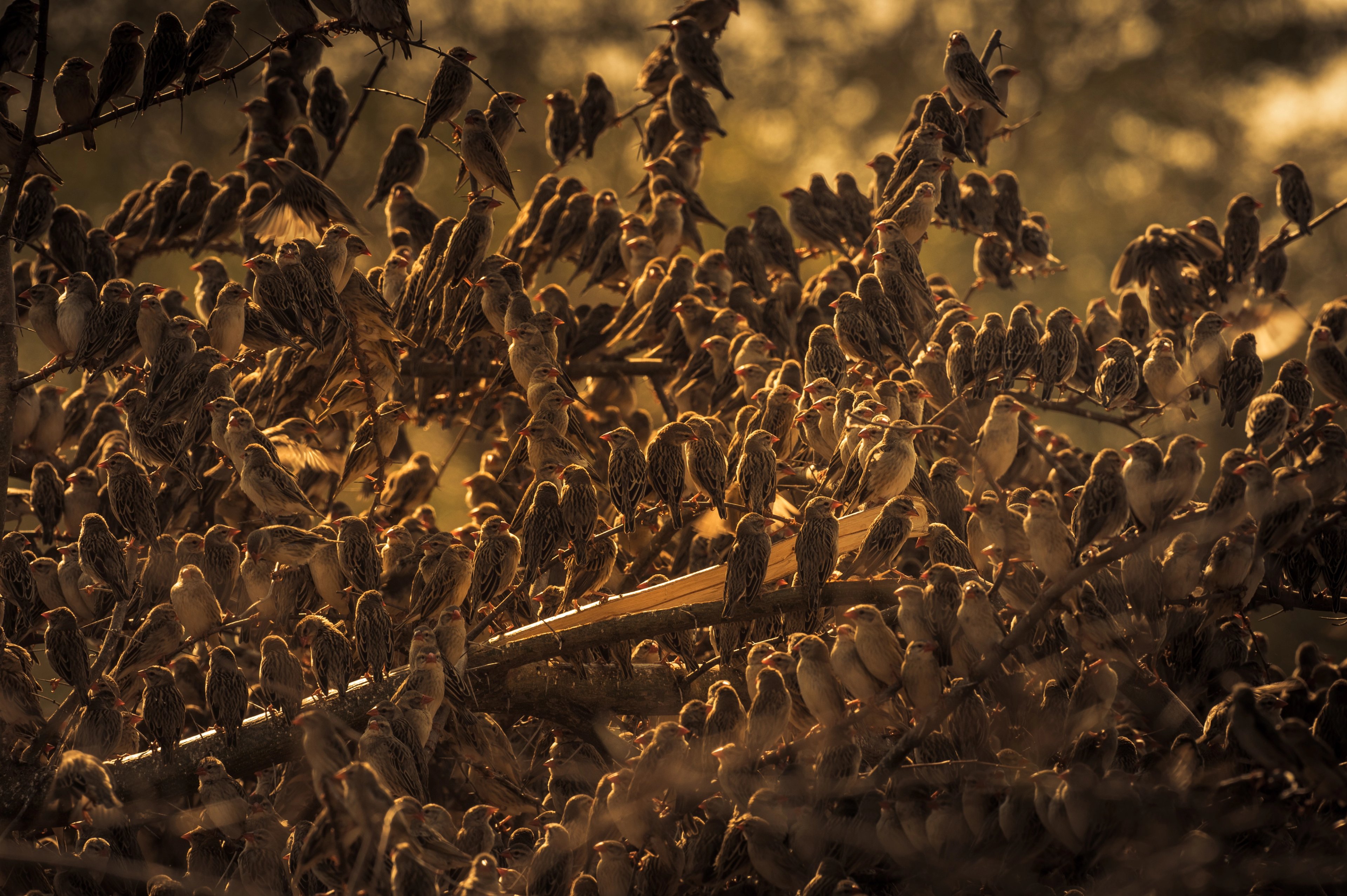 A flock of birds at sunset