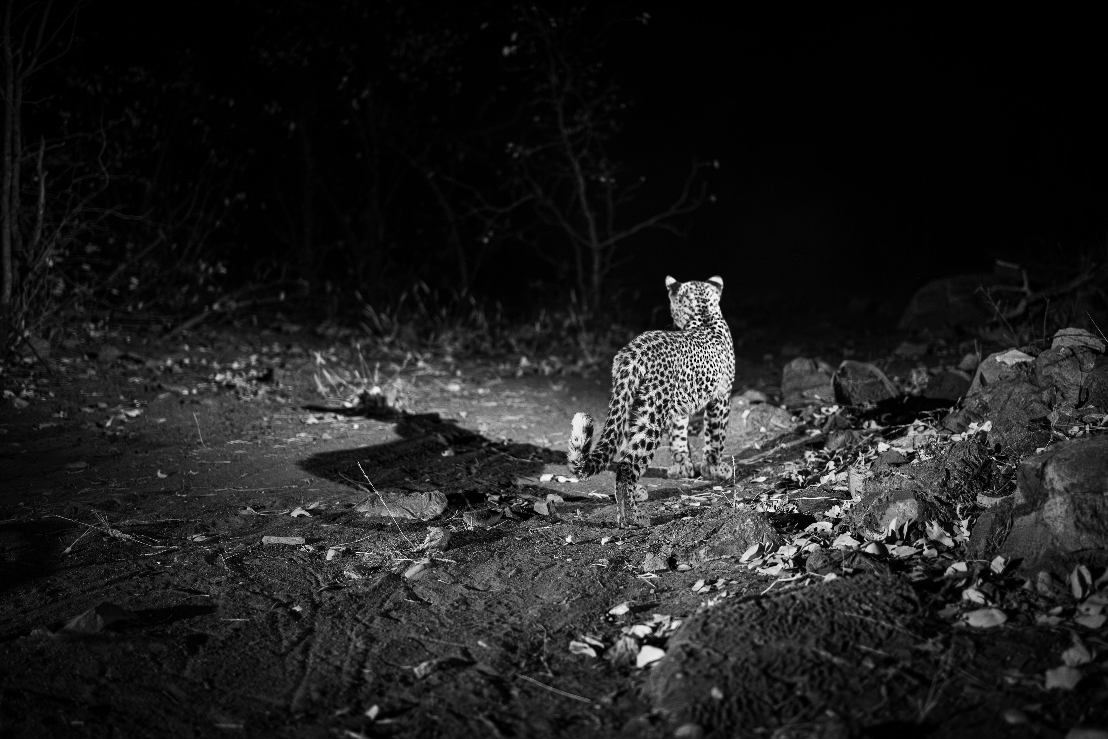 A leopard moving silently through the night