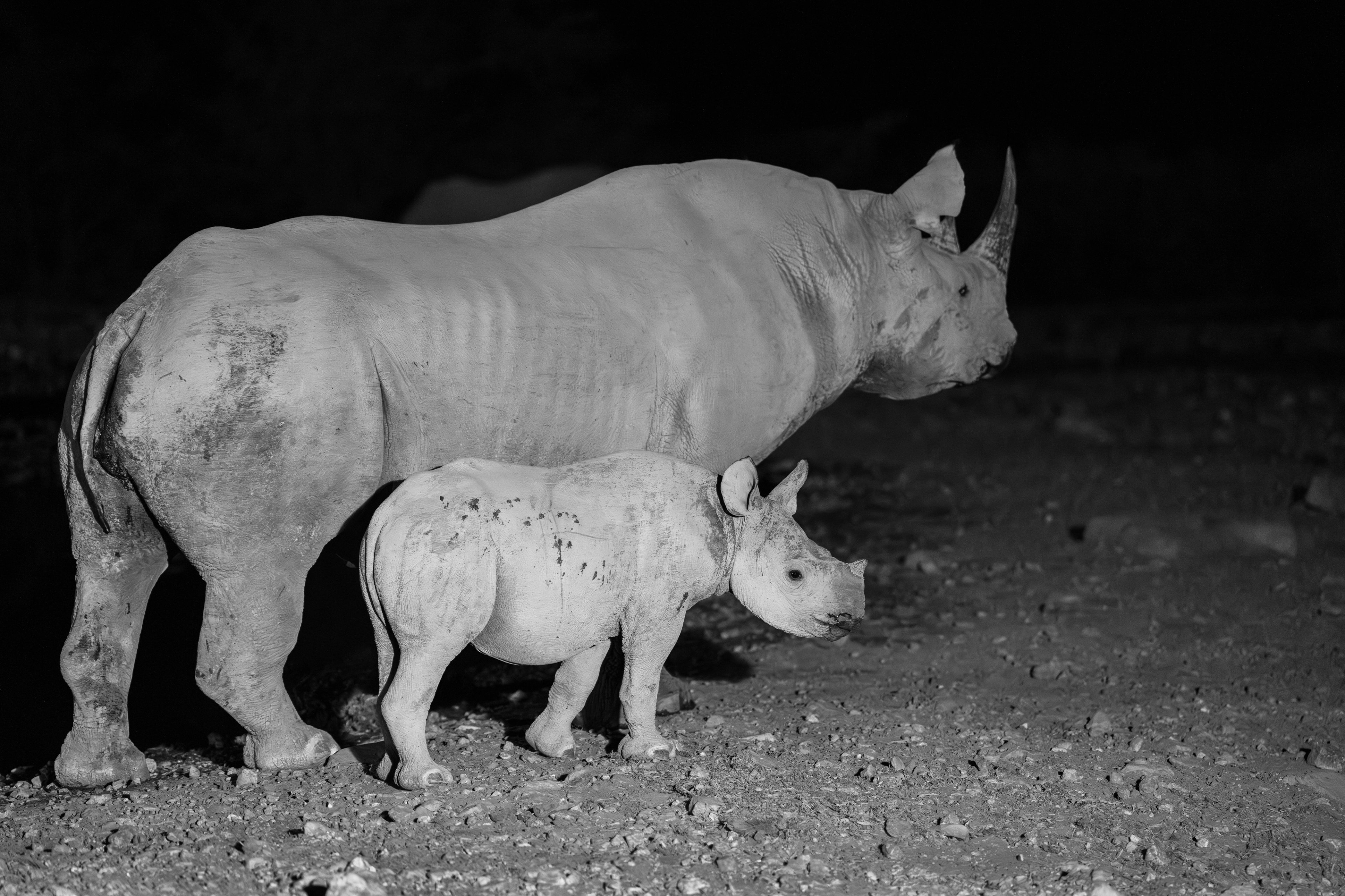 At a quiet waterhole under the cover of night, a black rhino and her calf find a moment of peace — a rare glimpse into their world.