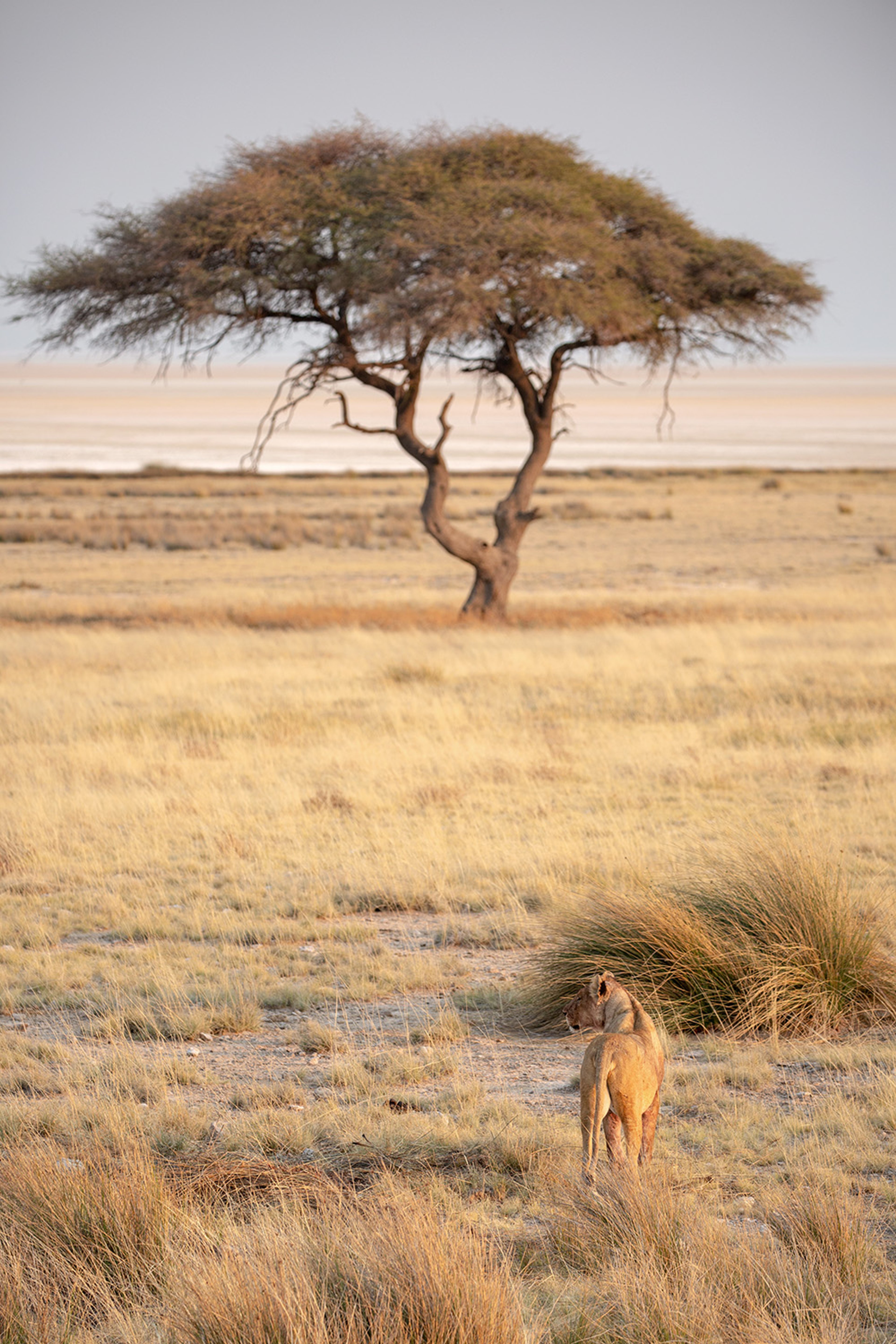 In shifts of colour and motion, an ancient landscape unfolds to its own eternal rhythms.