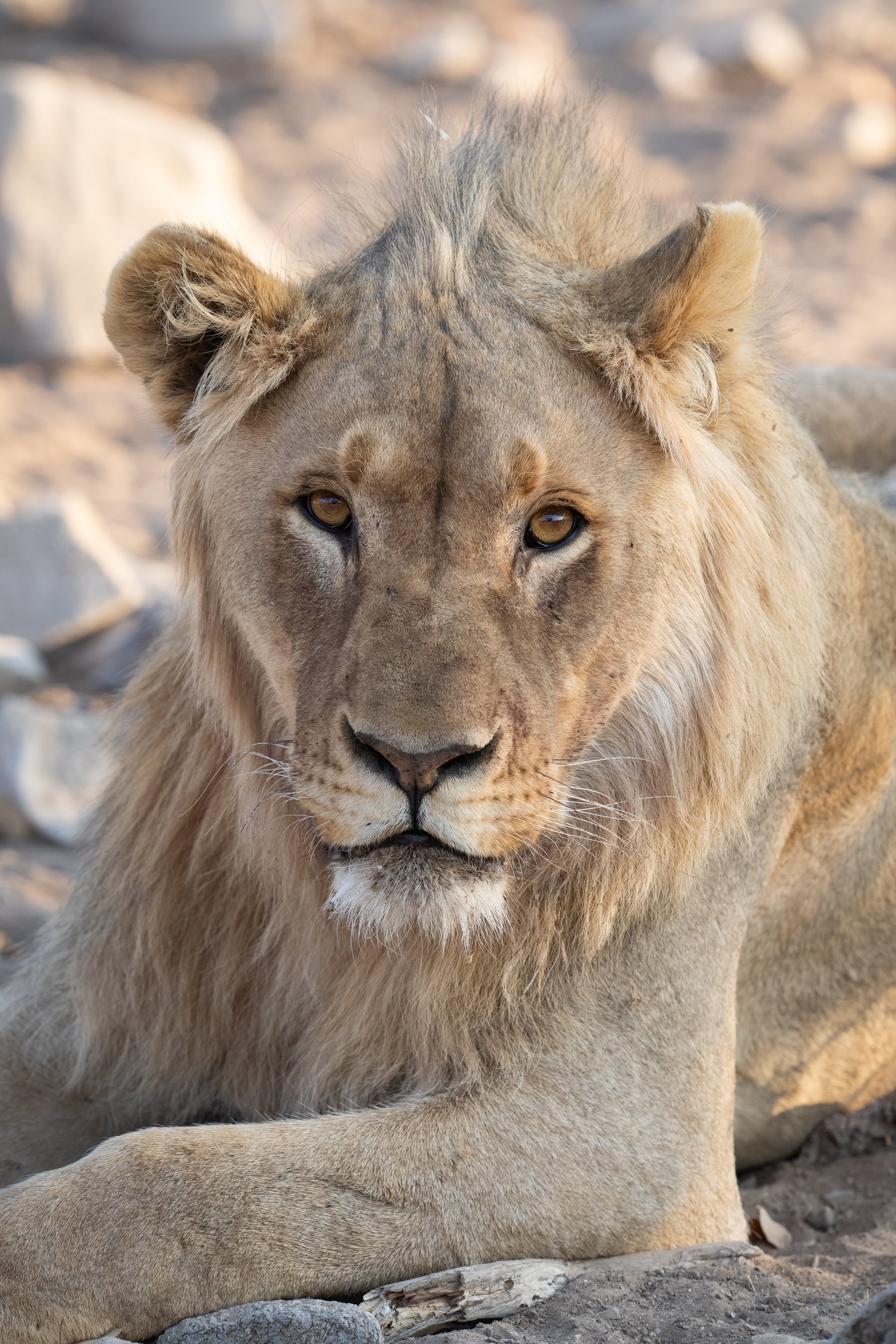 A young male lion, already carrying the promise of a future king.