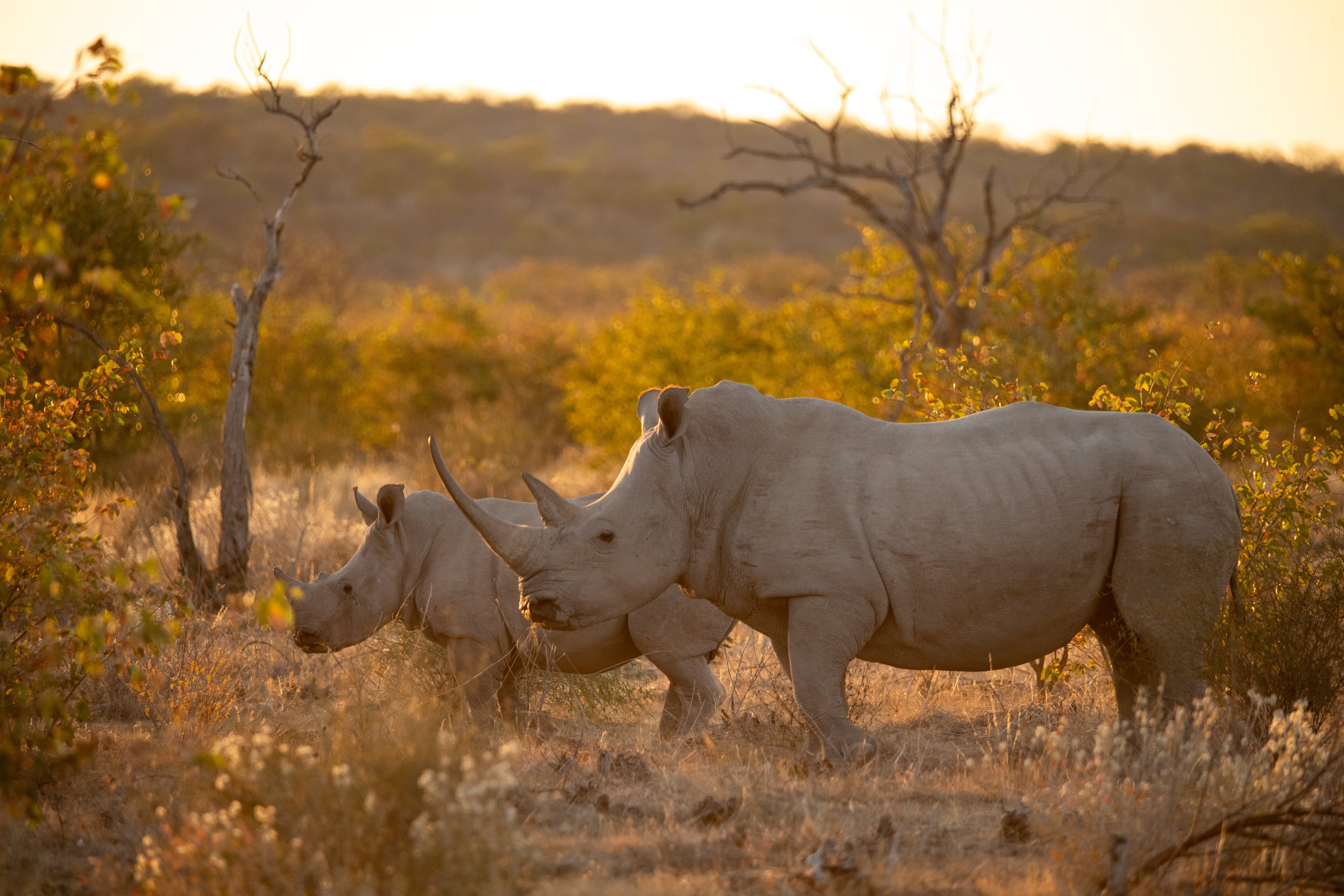 Heralds of an ancient breed, a rhino and calf stand sentinel in the sanctuary that bears their name.