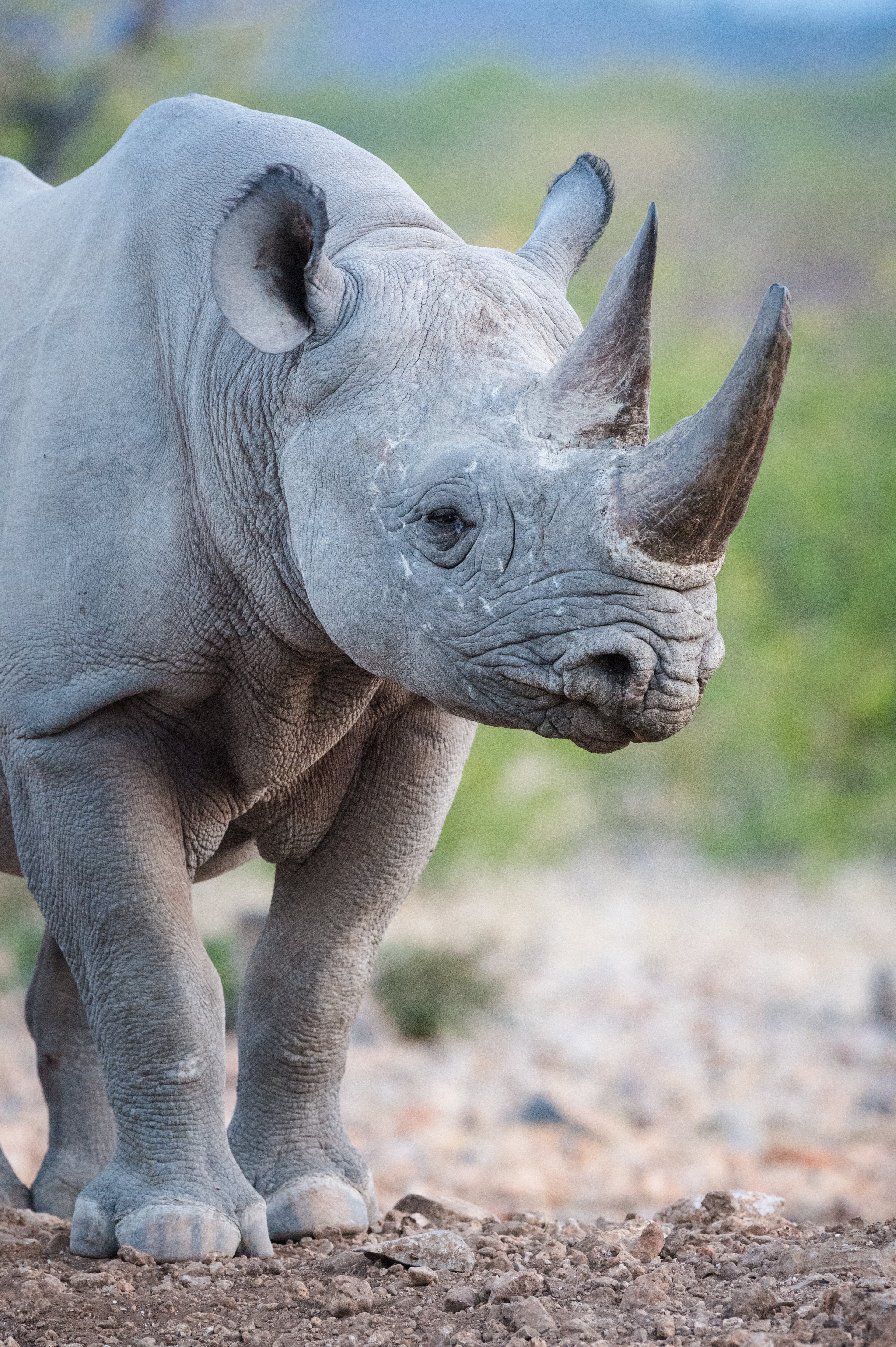 Majestic and powerful — the black rhino stands proud in its natural habitat, a true symbol of Africa’s wild beauty.