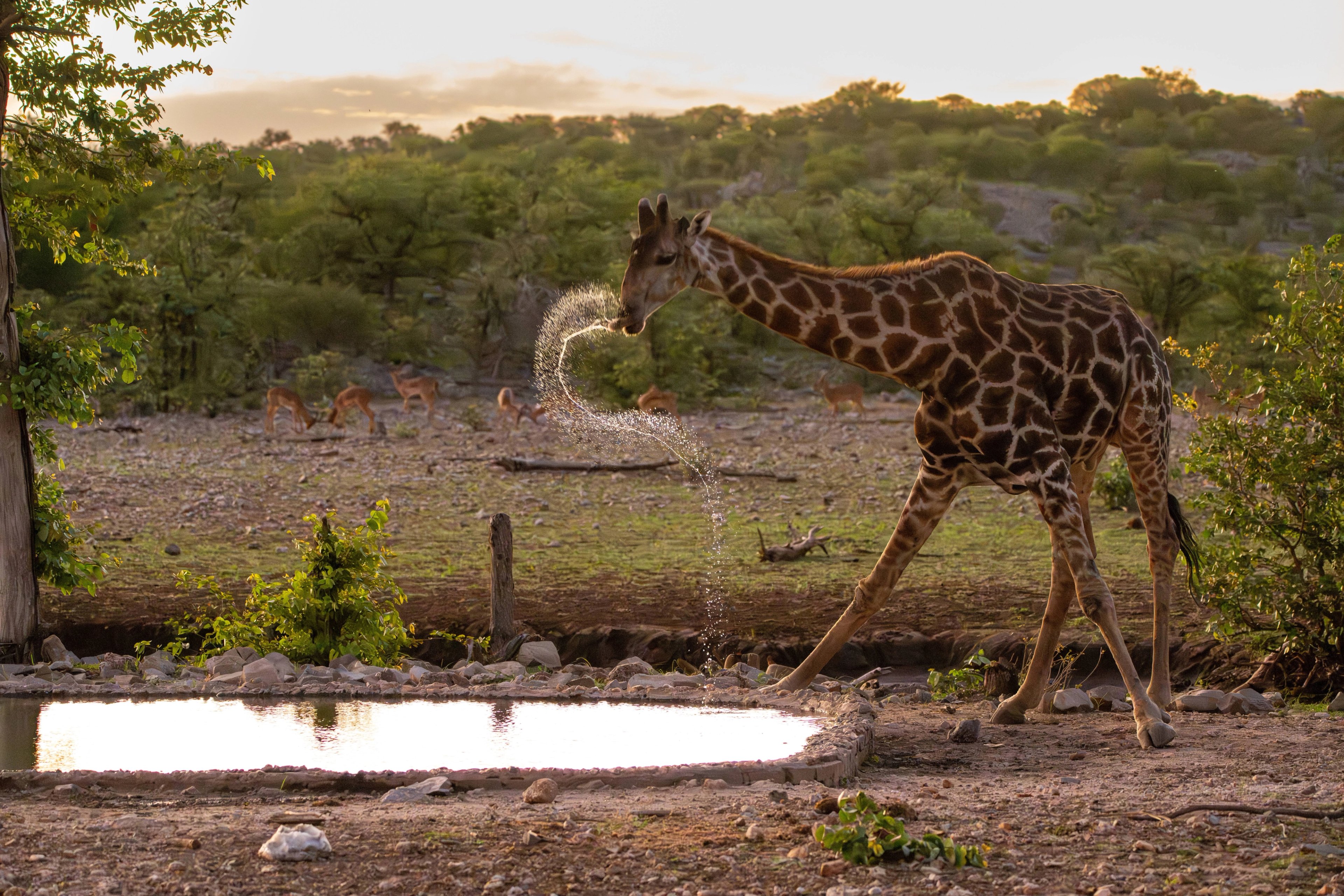 Giraffe drinking water at a waterhole