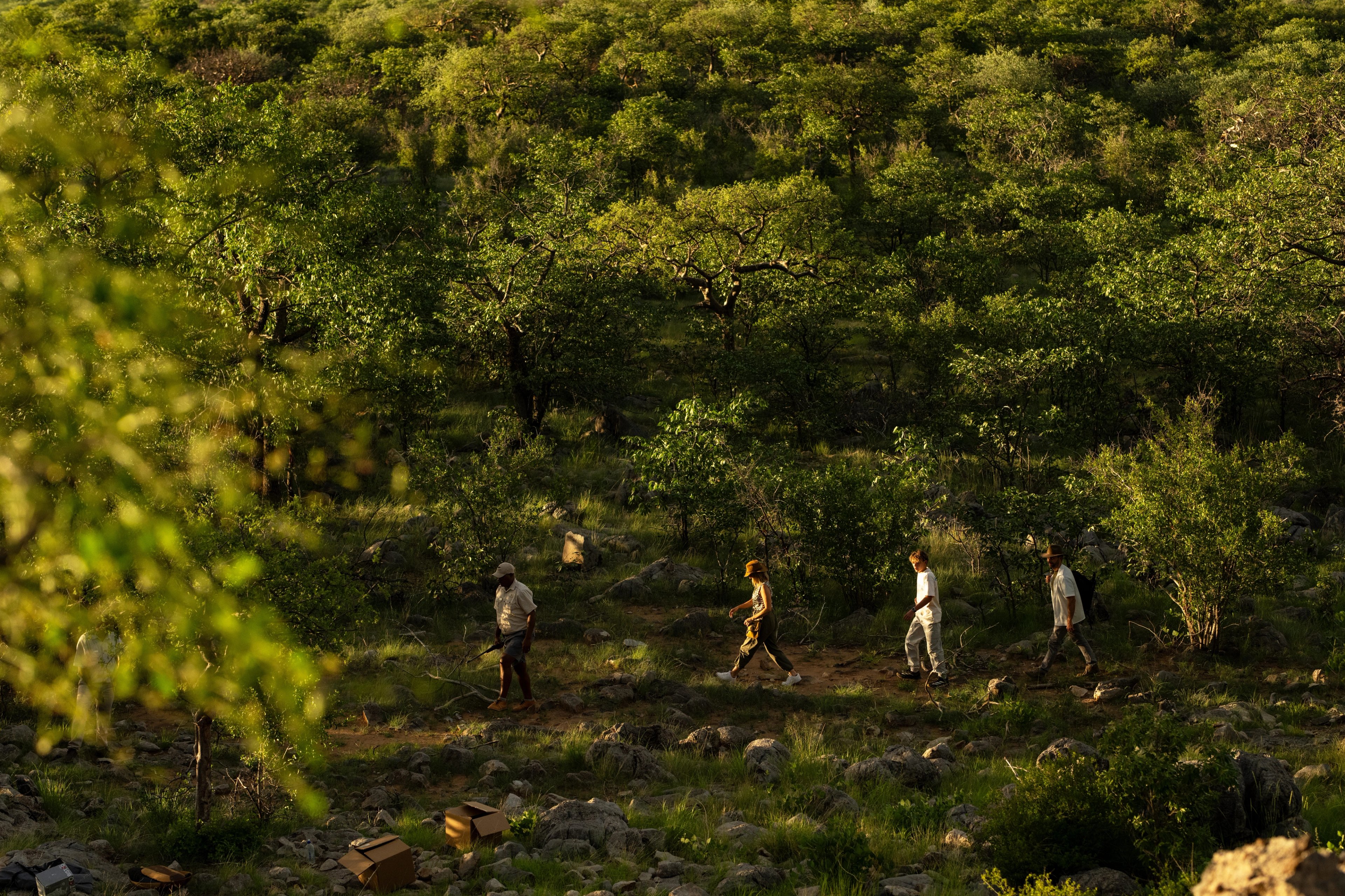 Guests embark on a peaceful walk to the iconic Moringa tree, enjoying an immersive activity offered on the Ongava reserve.