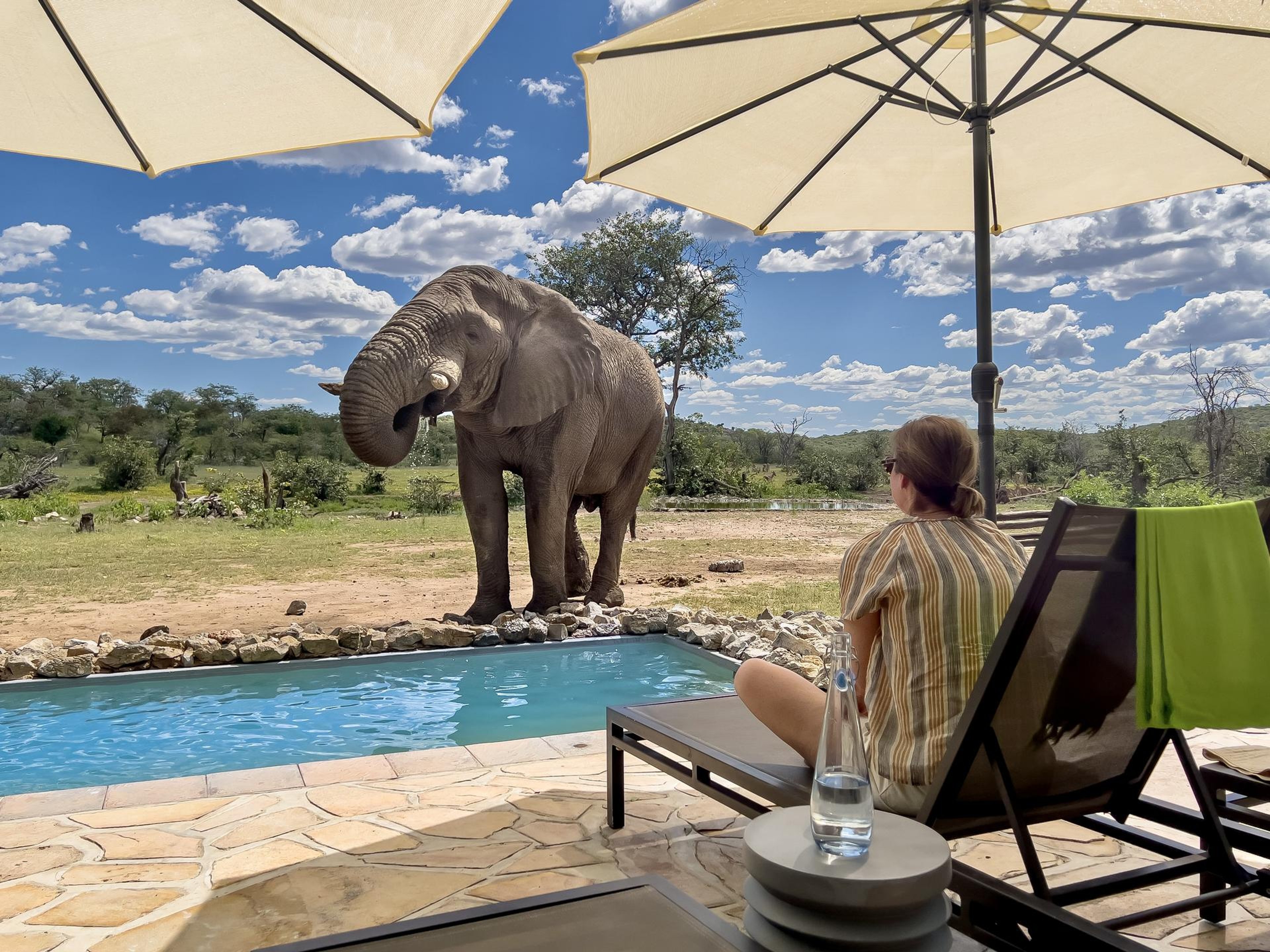 On the pool deck at Ongava Tented Camp, a close encounter with a giant of the African bush.