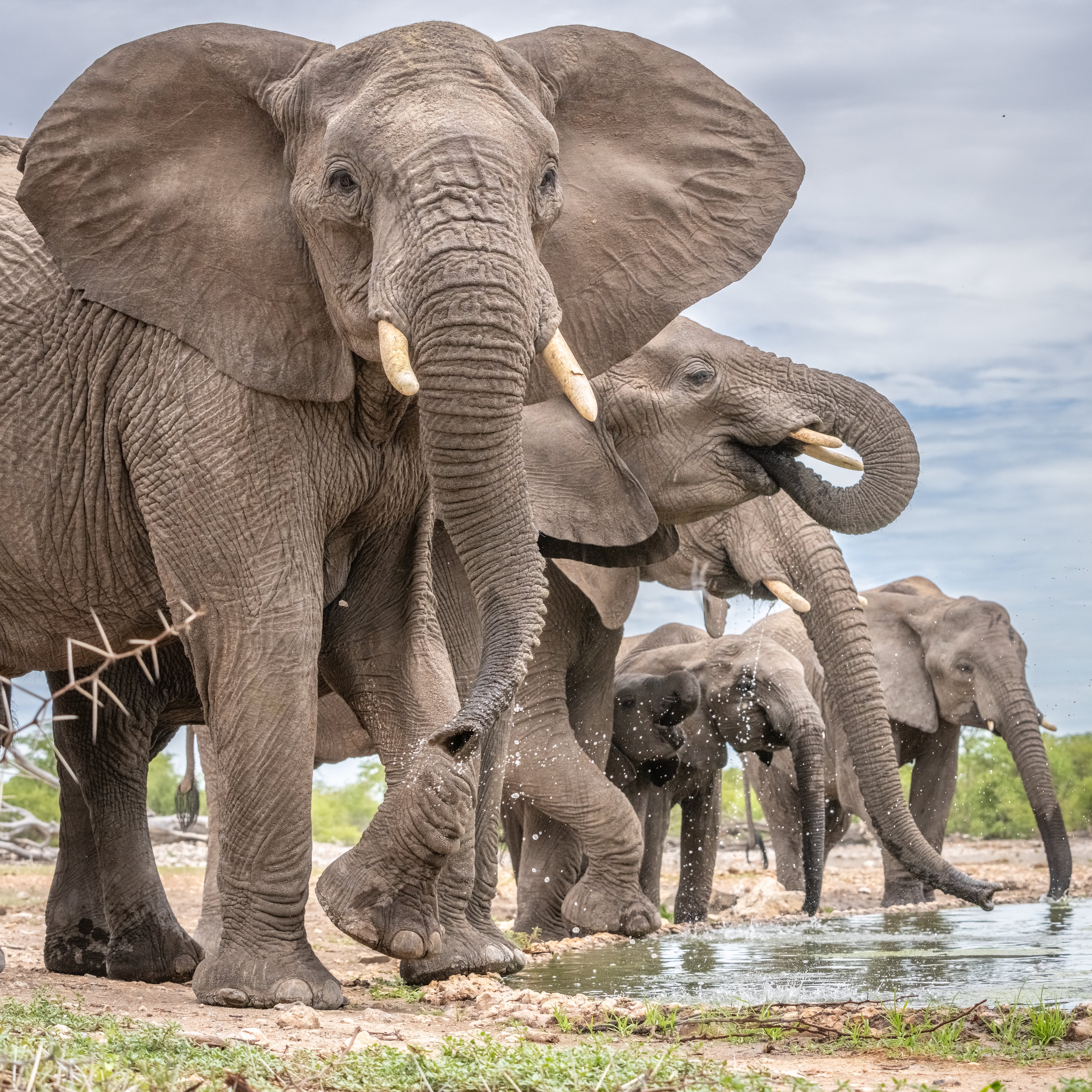 The matriarch keeping watch over the herd as they enjoy a drink of water.