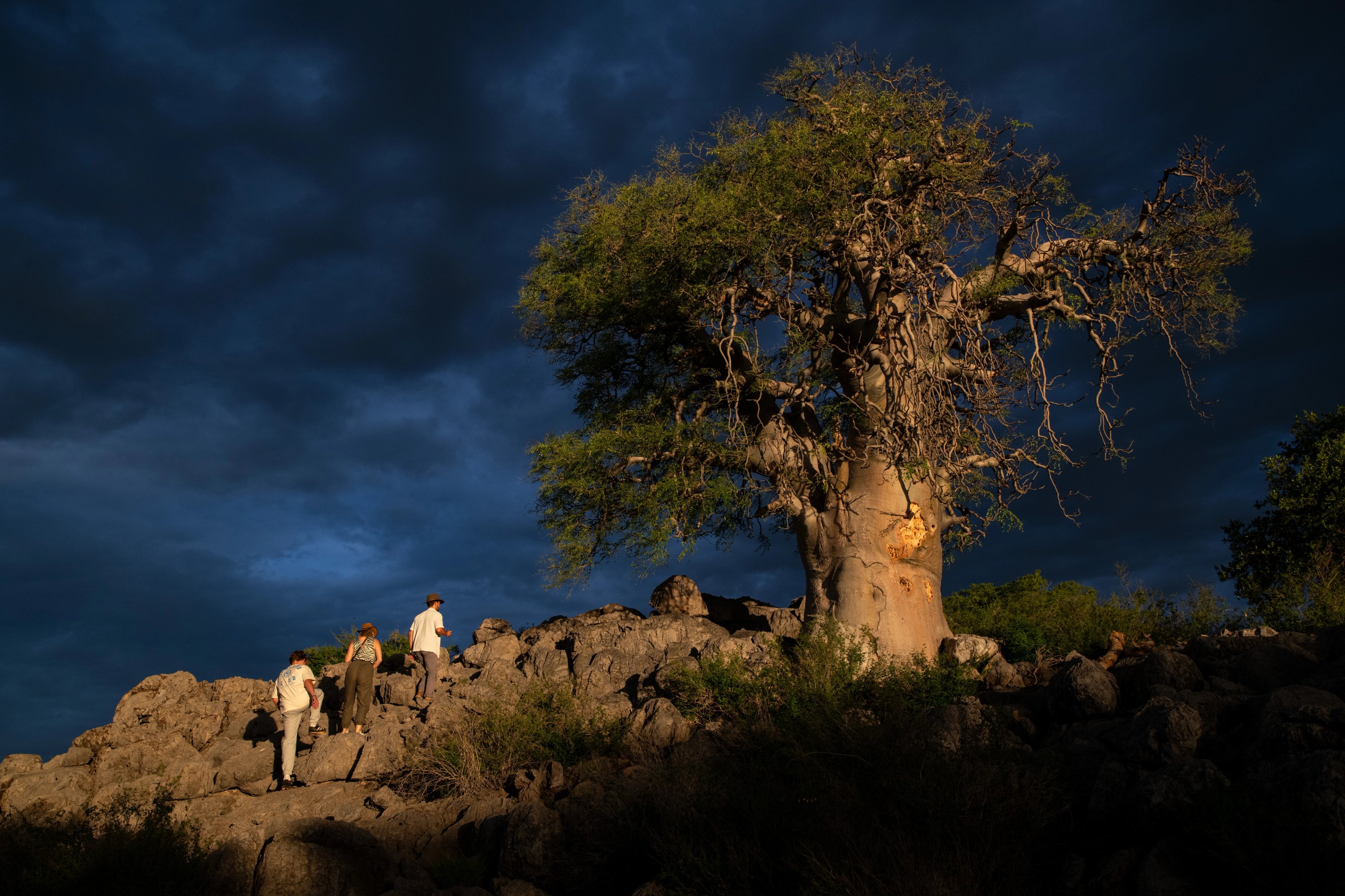Guests make their way up to the Moringa ovalifolia, following a short, scenic path that winds through the rugged landscape, offering a close encounter with this remarkable tree and the wildlife that surrounds it. 