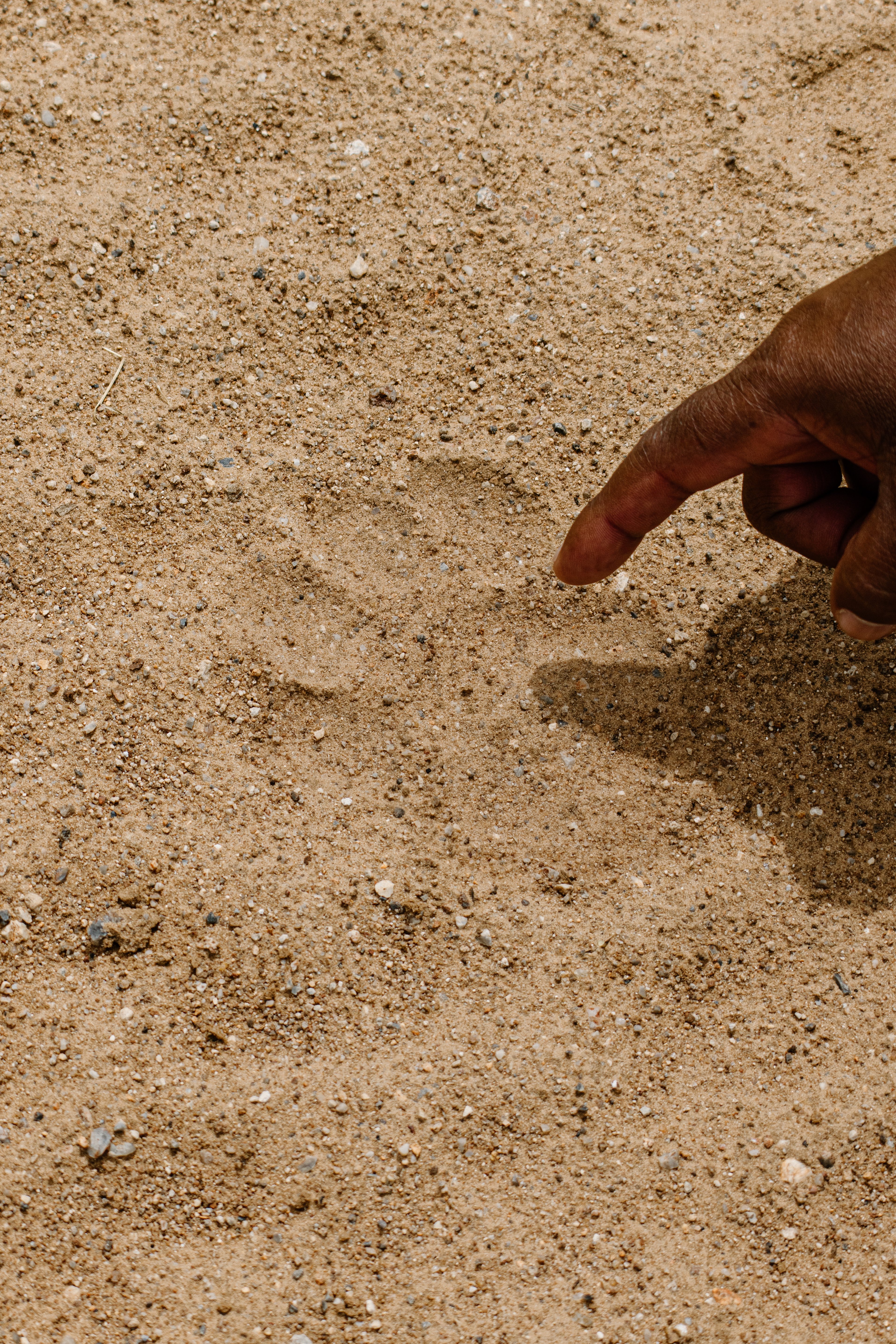 Stanley identifies a fresh paw print of a lion