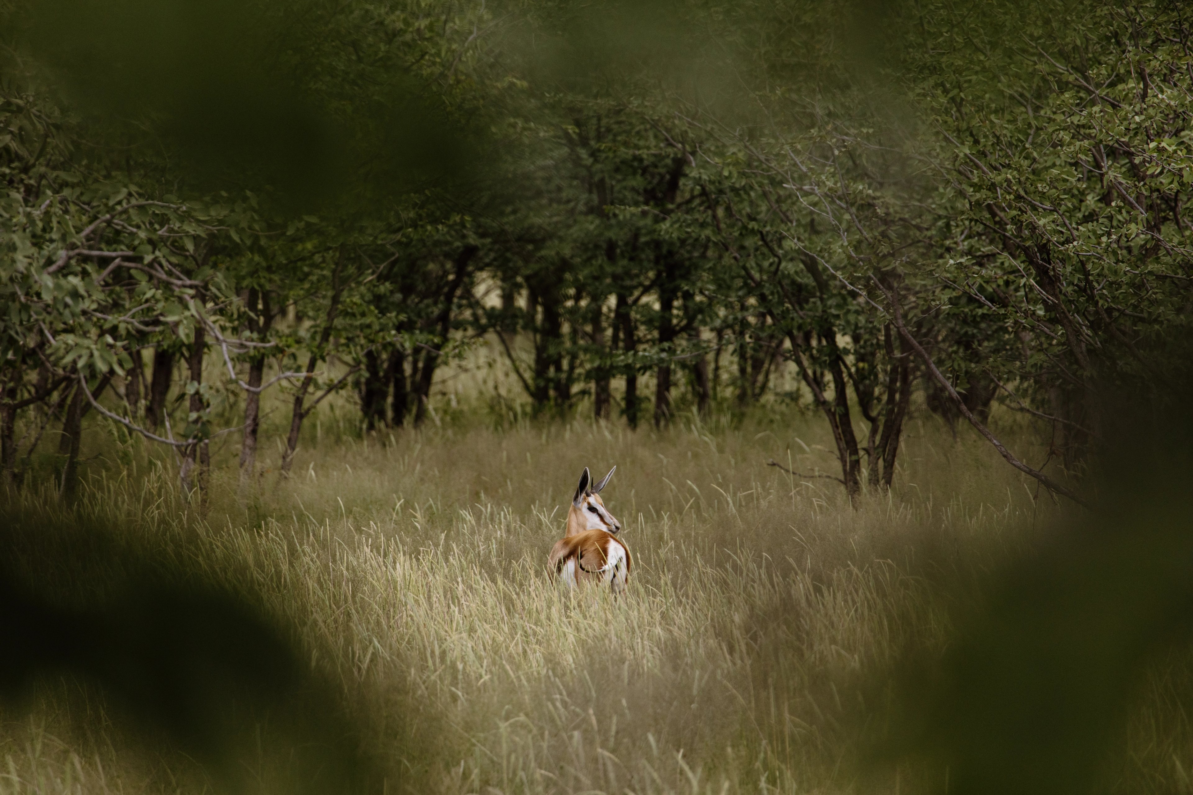 Expanding Ongava's Conservation Landscape