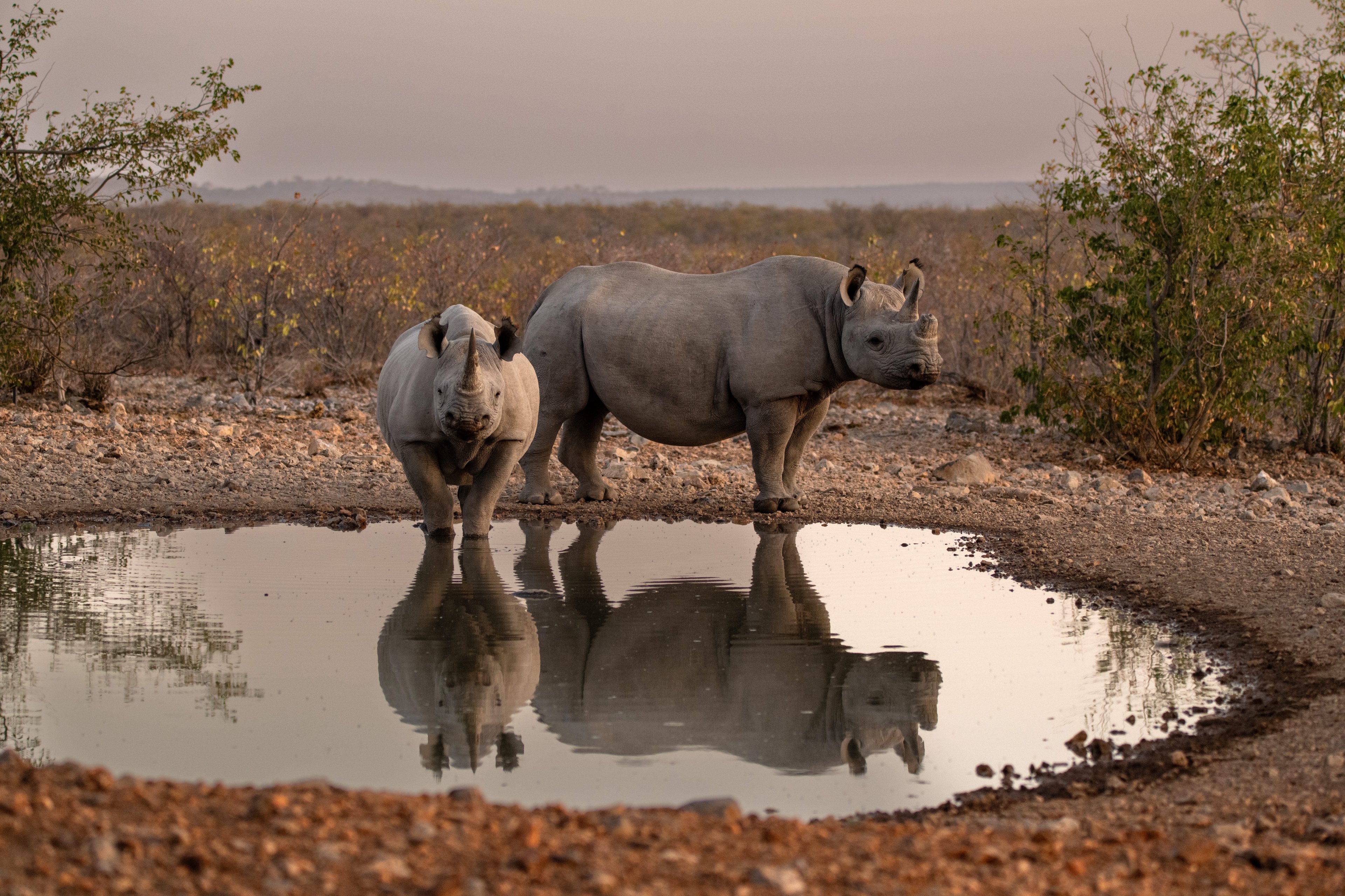 Wild Wonders: Encounters in Ongava’s wilderness