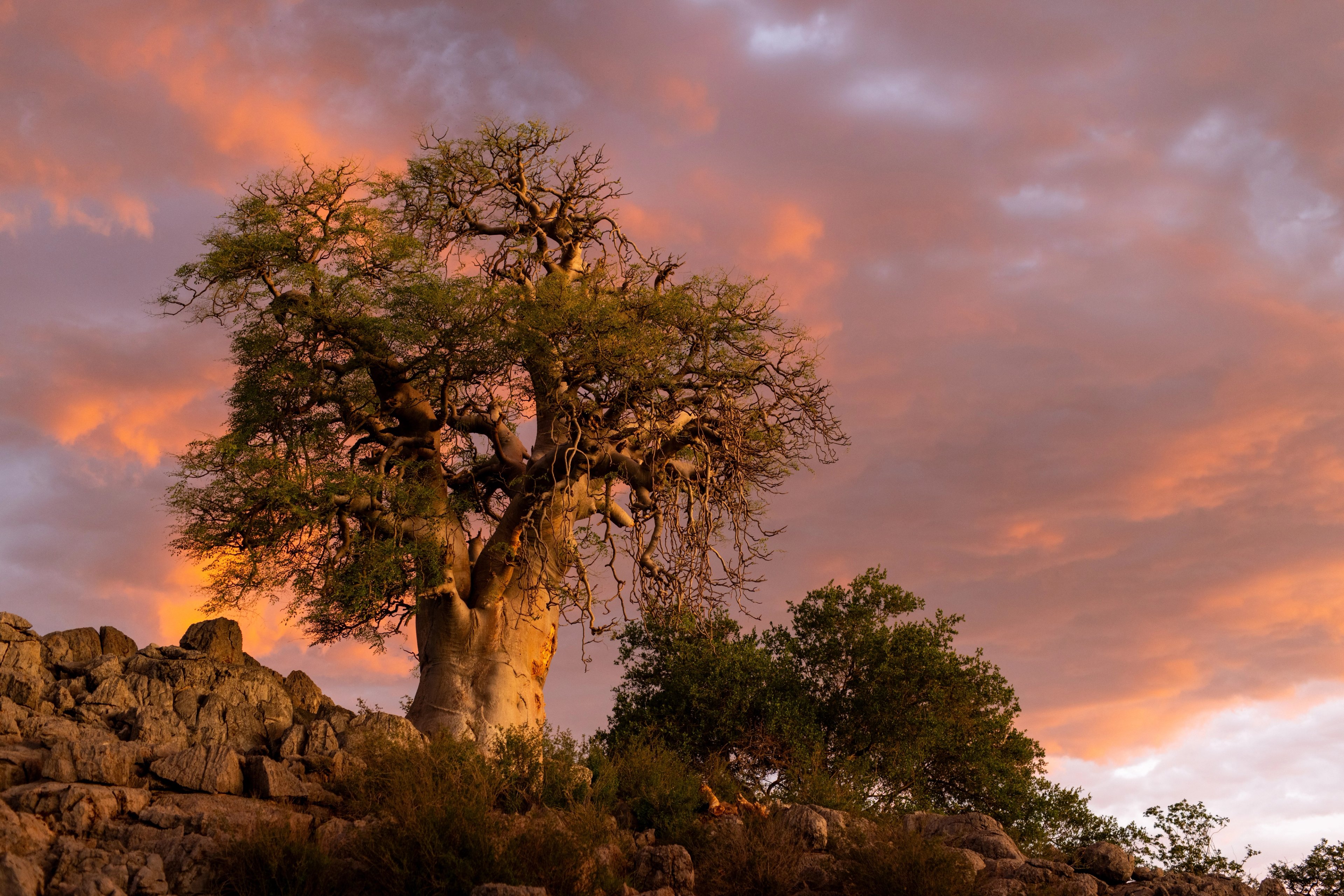 The Ancient Moringa ovalifolia of Ongava