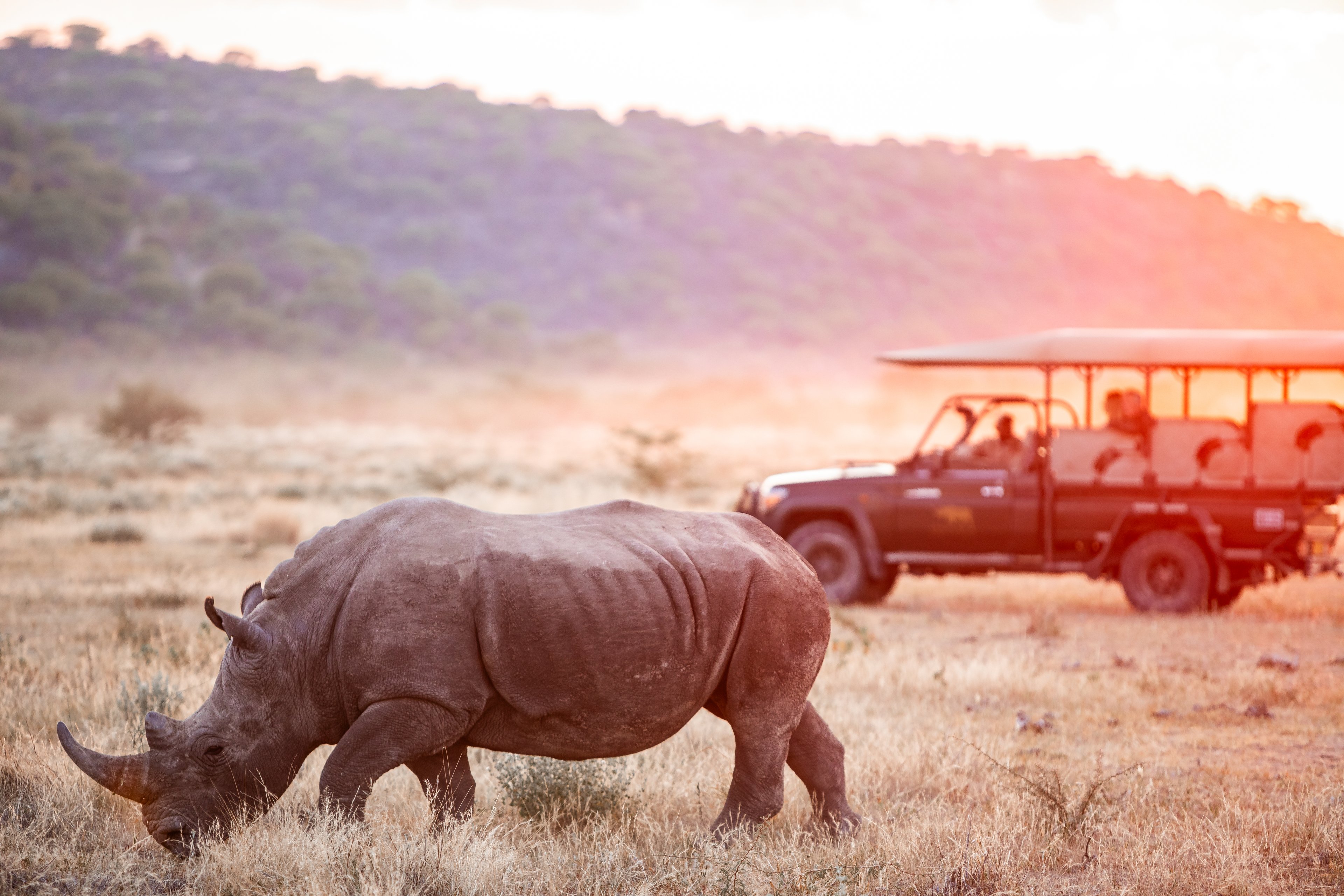 In the Realm of the Rhino, a close-up encounter sets the senses a-tingle at the wonder of nature on the move.