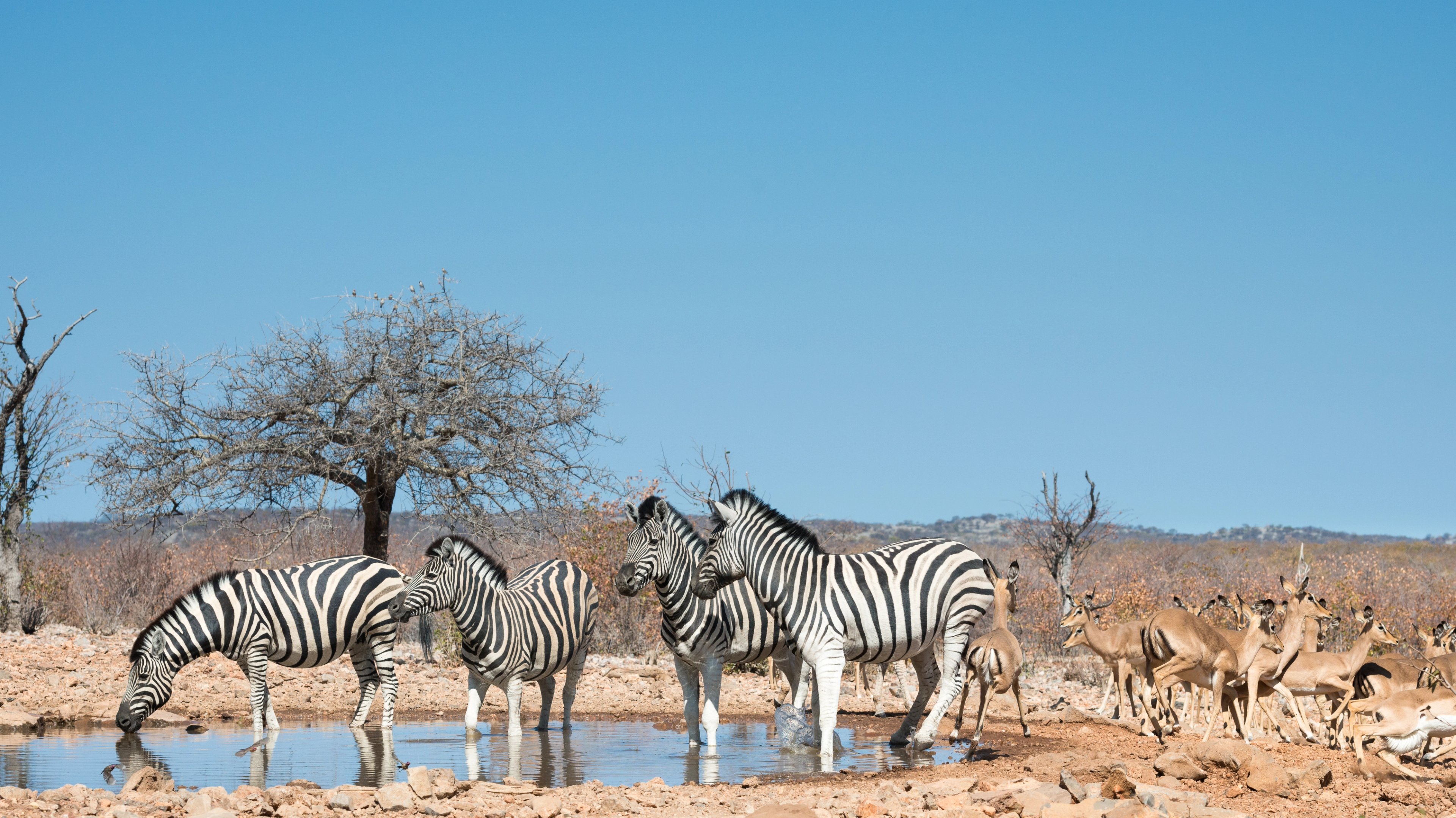 A herd of zebras at a waterhole