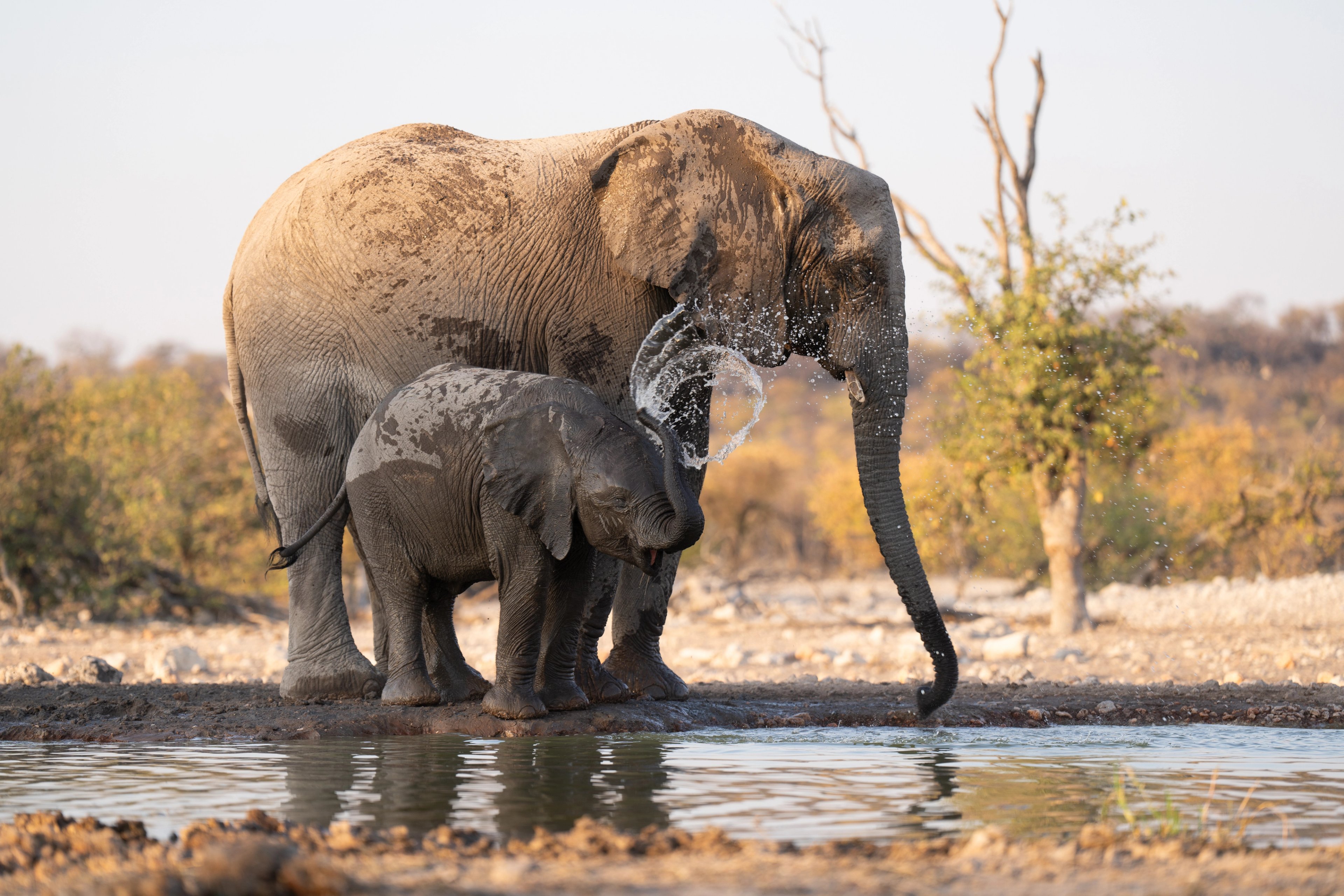 6 Tips for Taking Great Wildlife Photographs by Will Burrard-Lucas