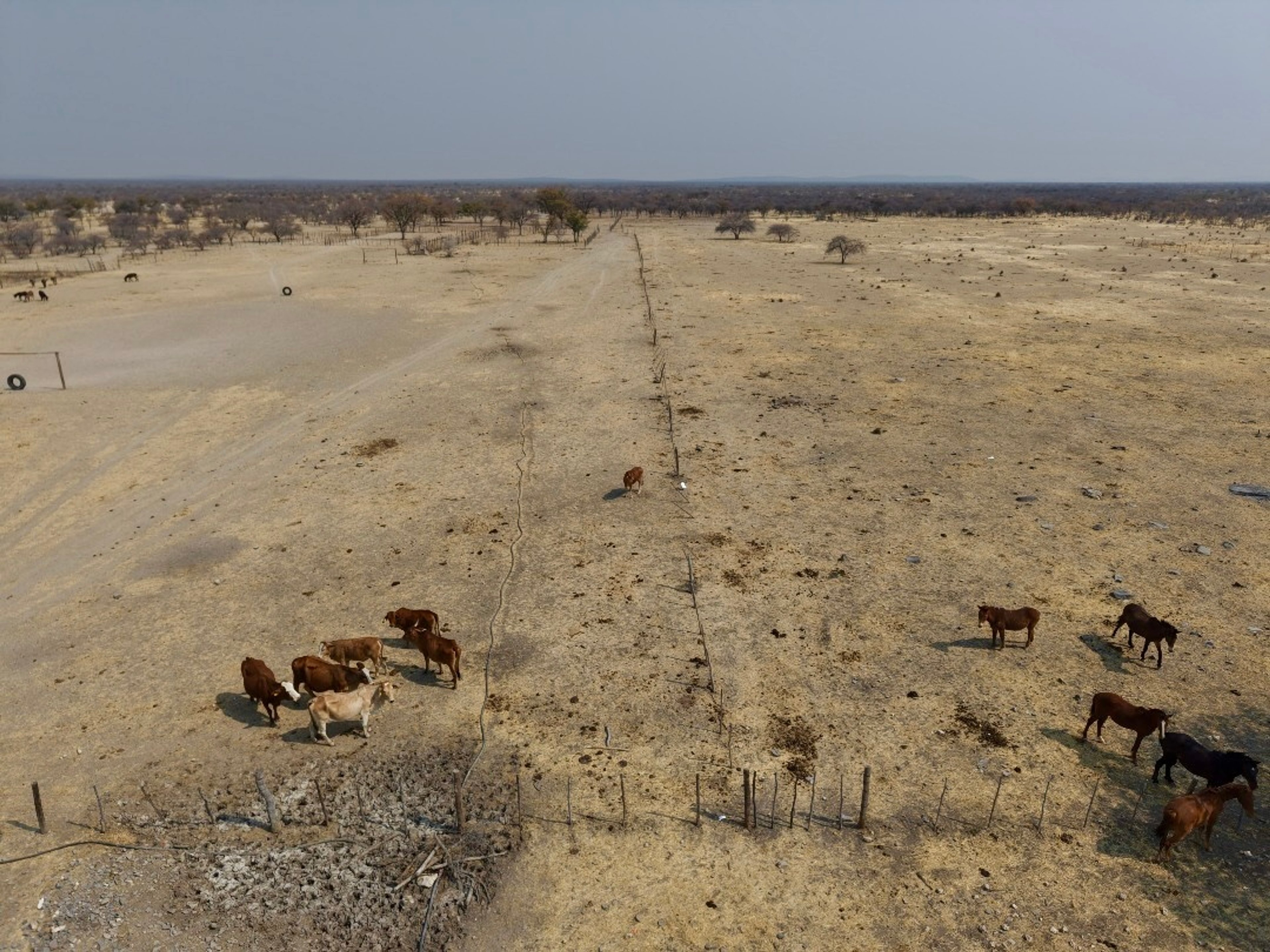 Even as the grasslands lie dry, life endures, cattle graze cautiously, a quiet testament to the resilience of the land and its people.