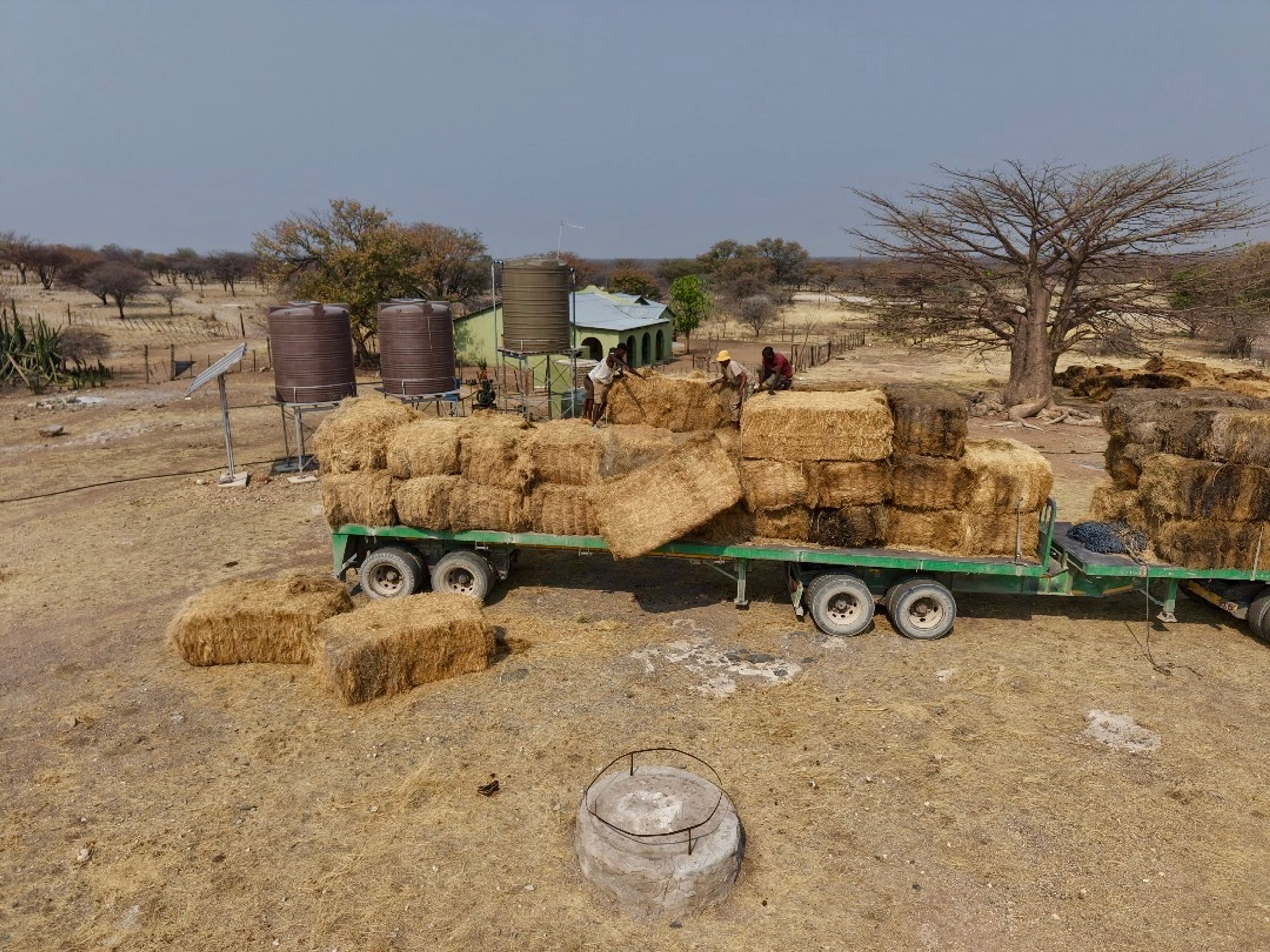 Ongava’s donation of over 80 bales of grass reaches the Hai//om Etosha San community, bringing nourishment and hope to both people and land. 